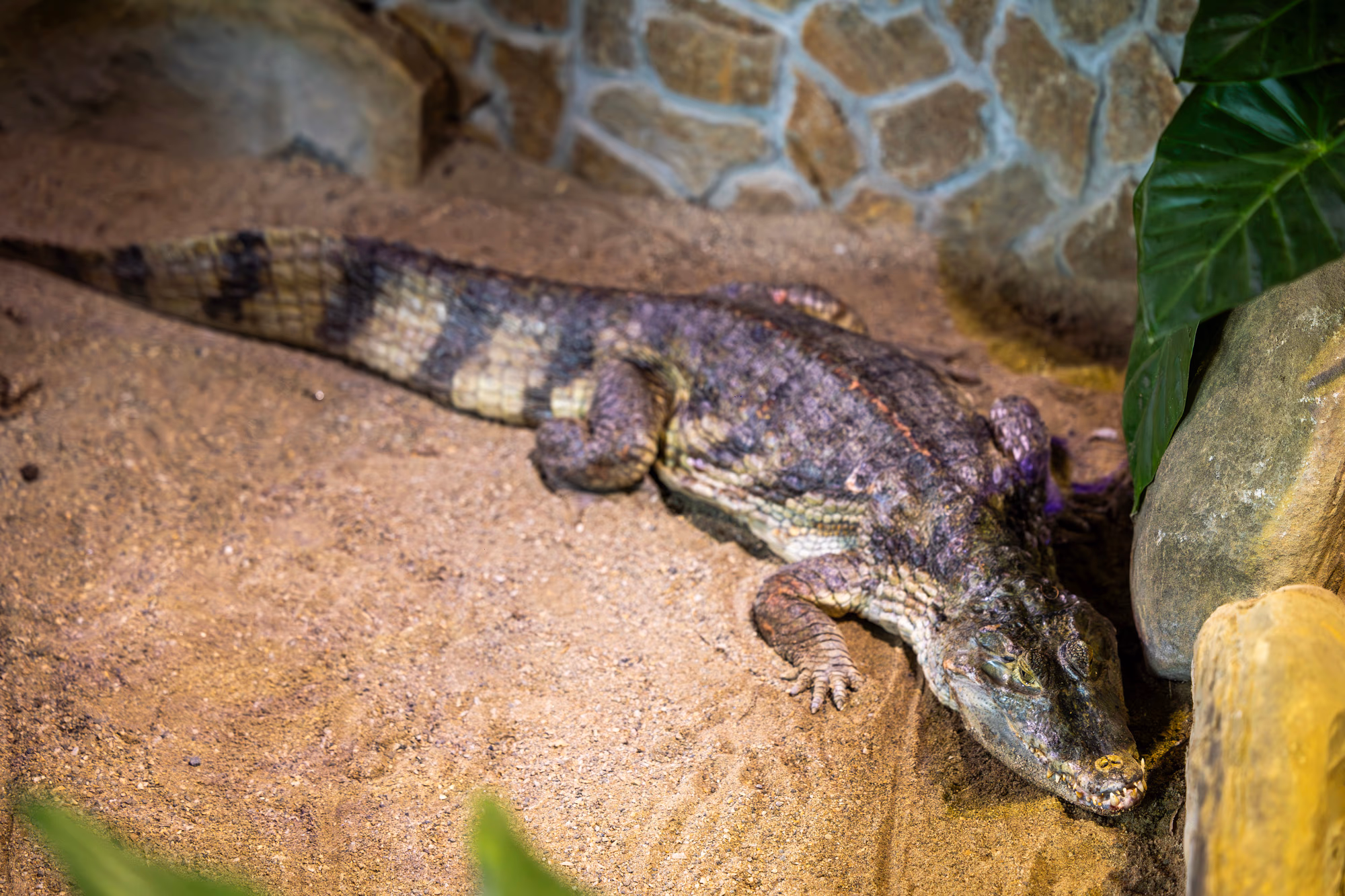 ZOO TGM0068