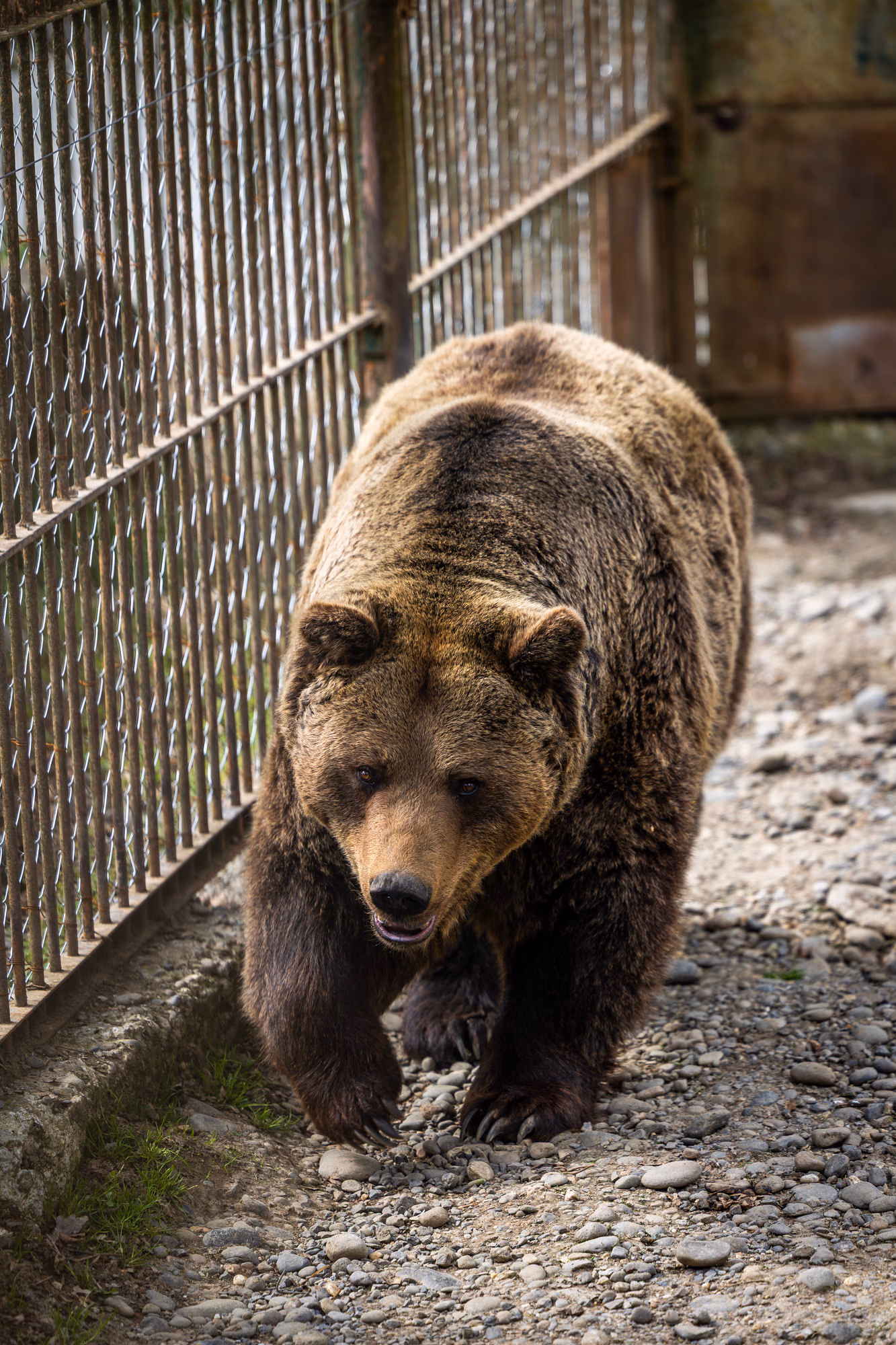 ZOO TGM0155