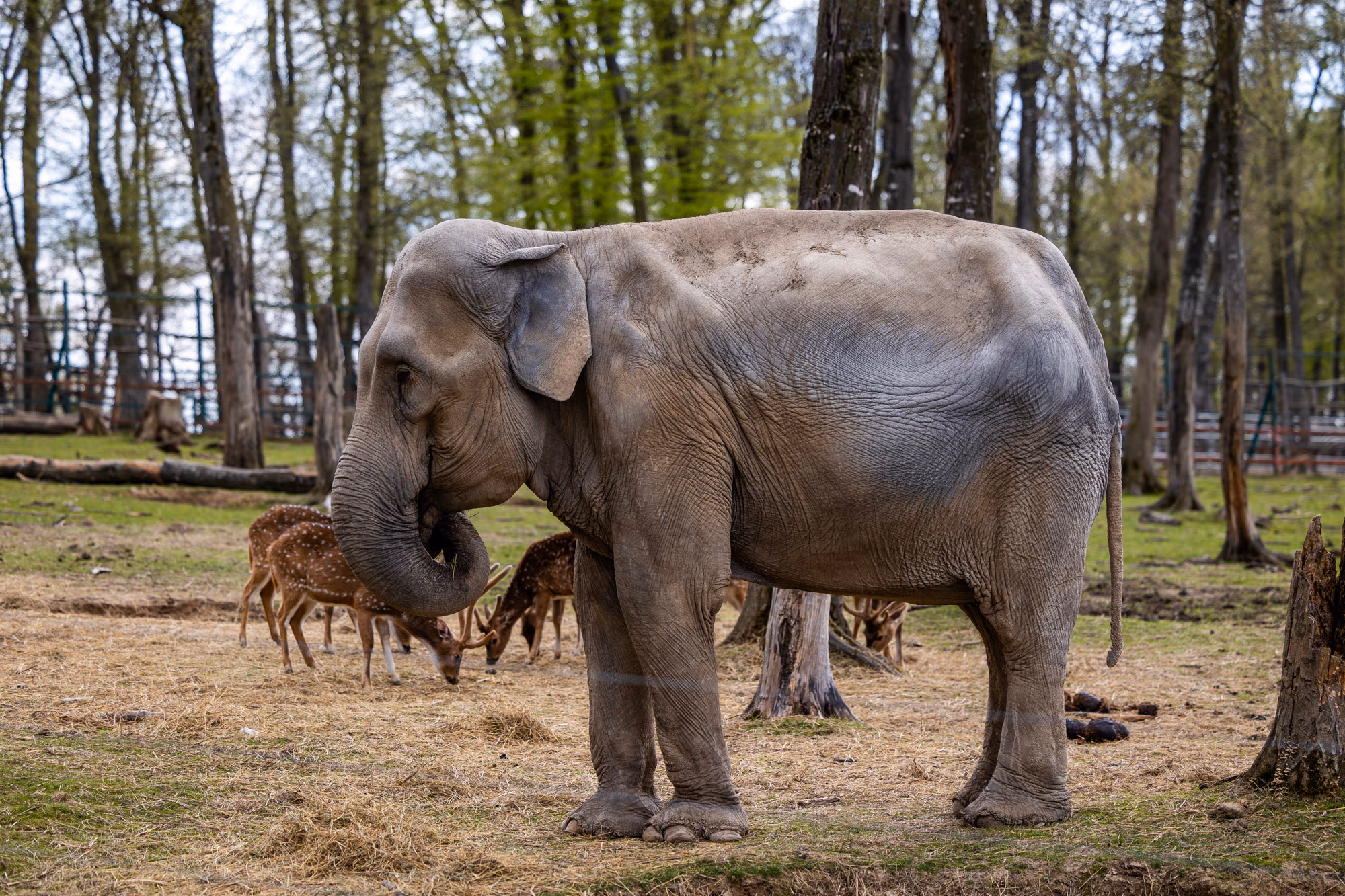 ZOO TGM0177