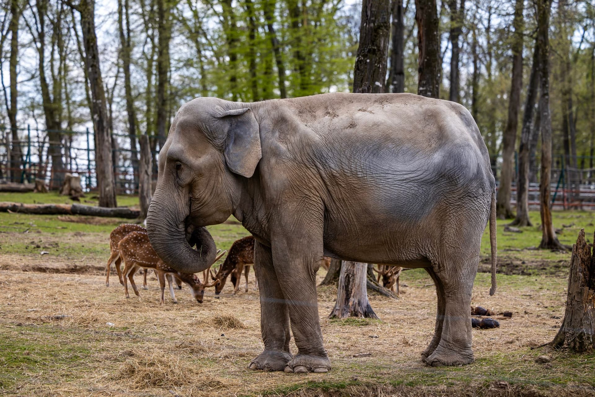 ZOO TGM0177