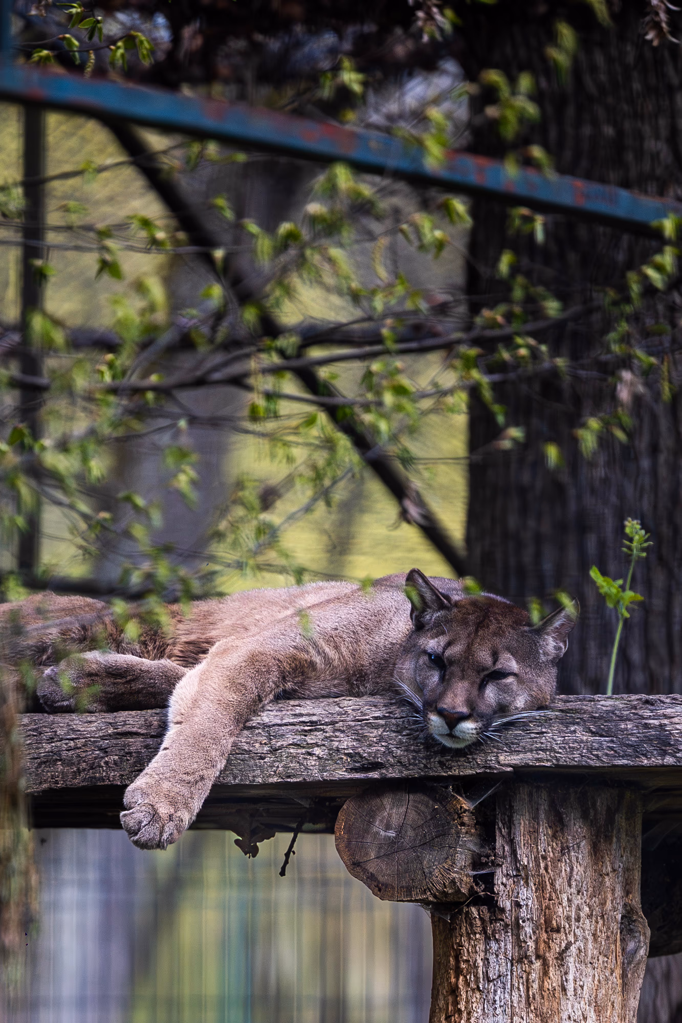 ZOO TGM0285