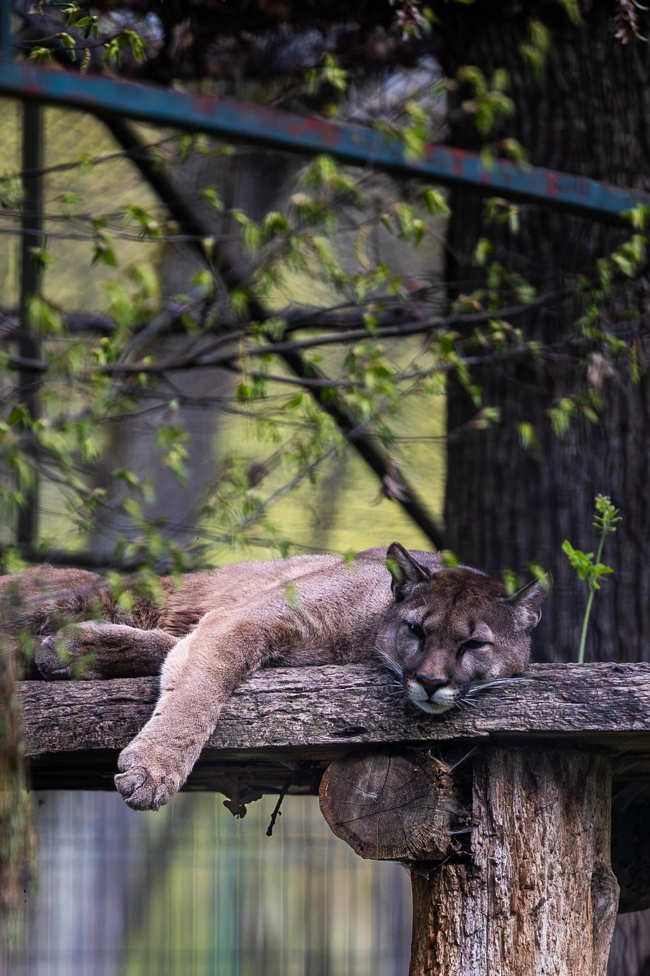 ZOO TGM0285
