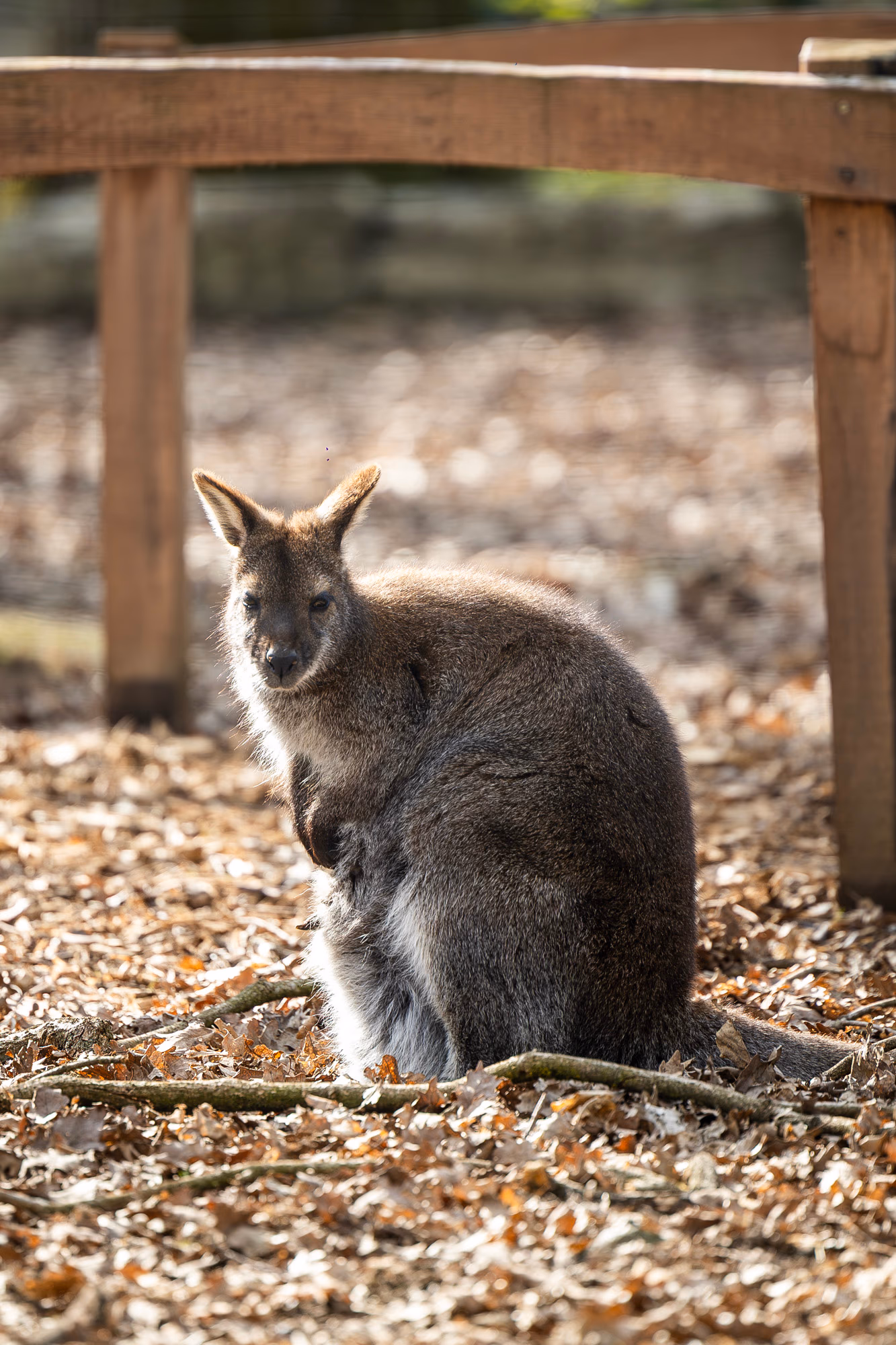 ZOO TGM0305