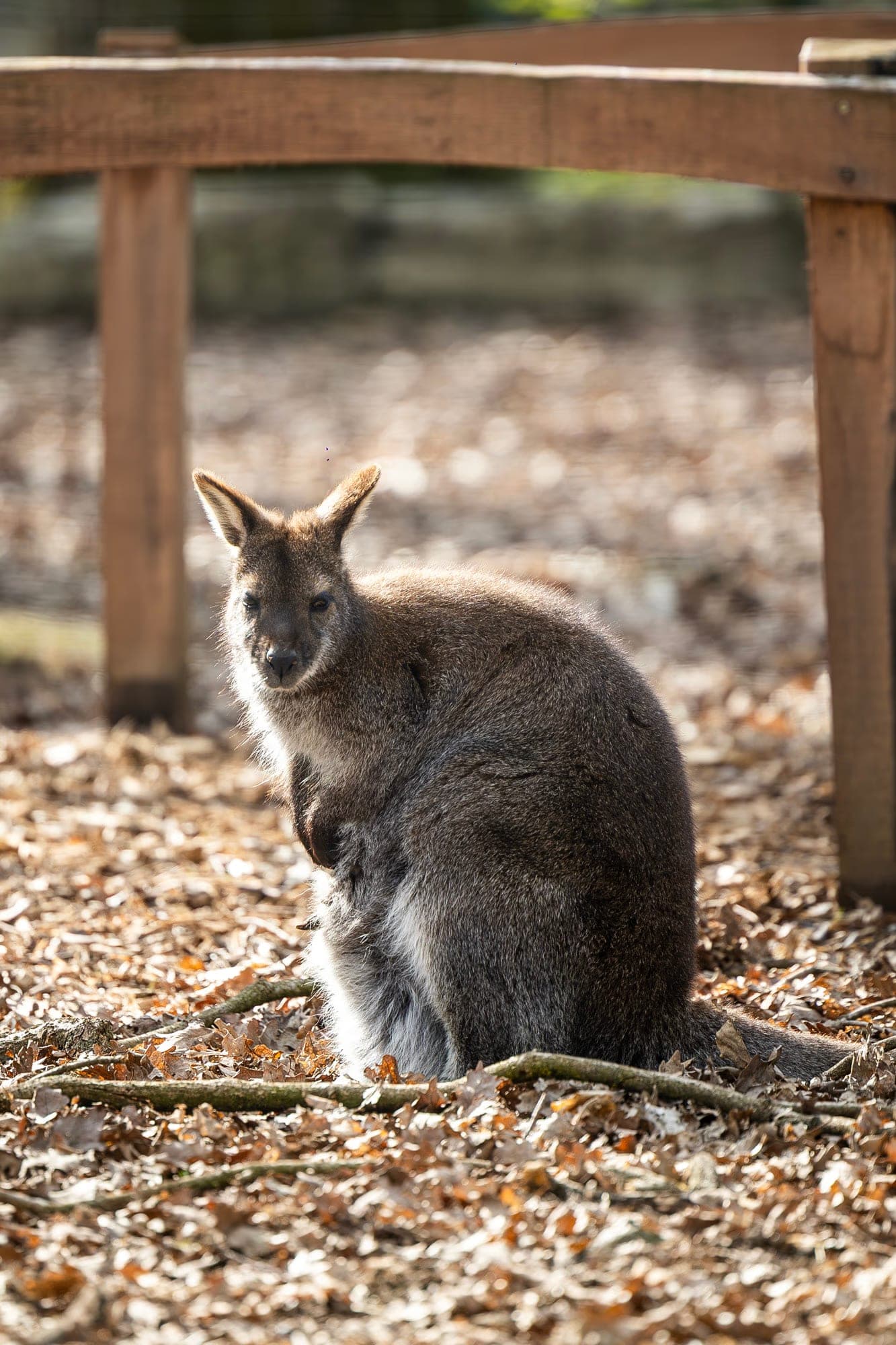 ZOO TGM0305