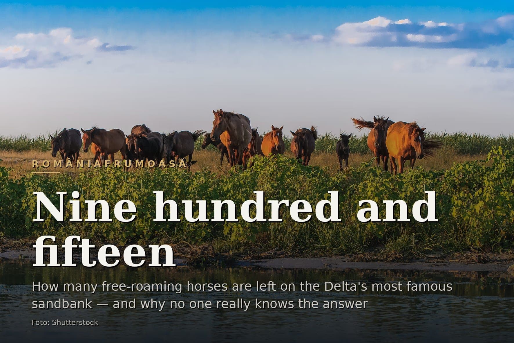 A herd of horses gathered on the bank of a Delta channel, reflected in the water, at dusk.
