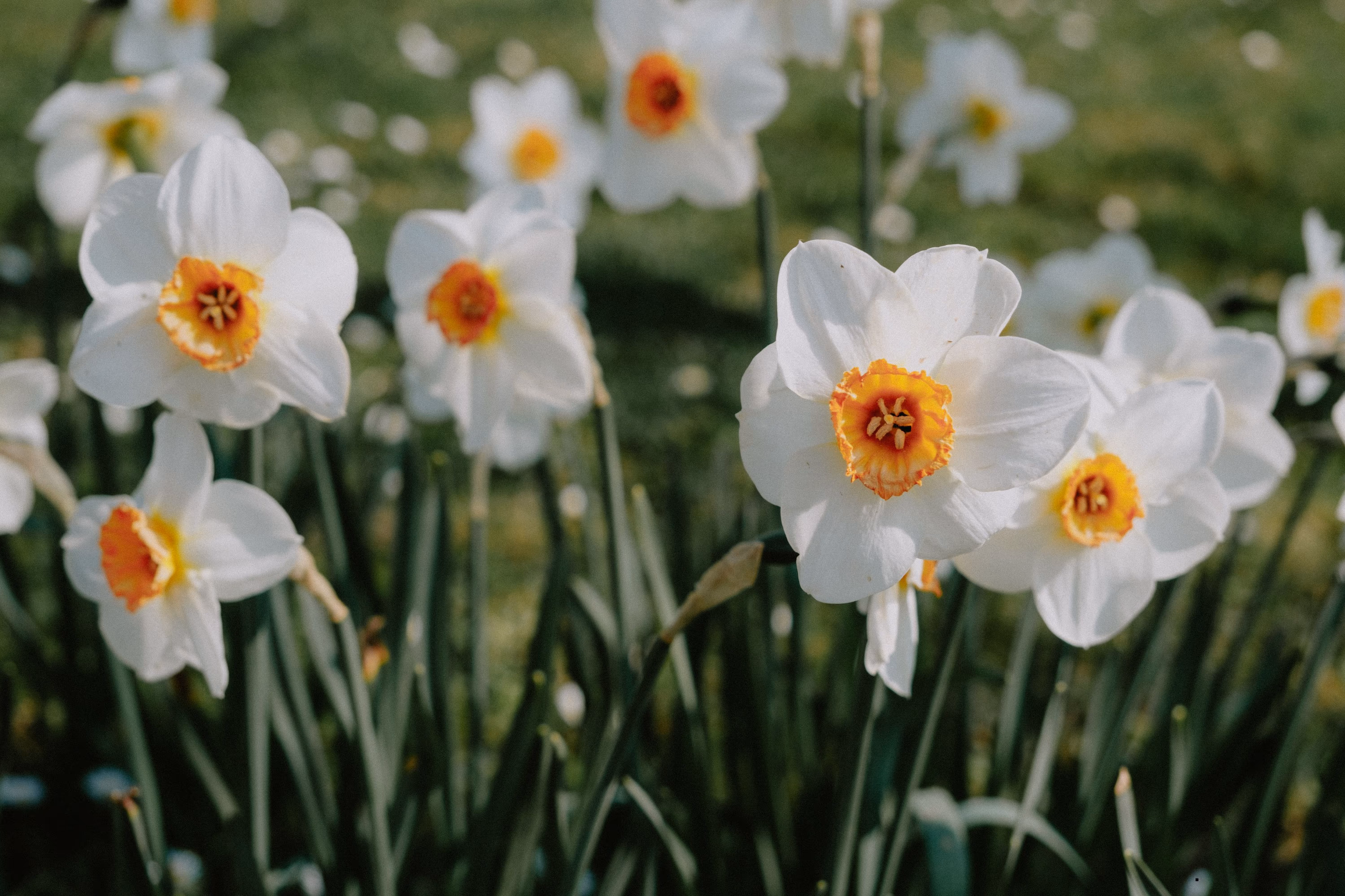 narcise-dumbrava-vadului-narcissus-poeticus-radiiflorus