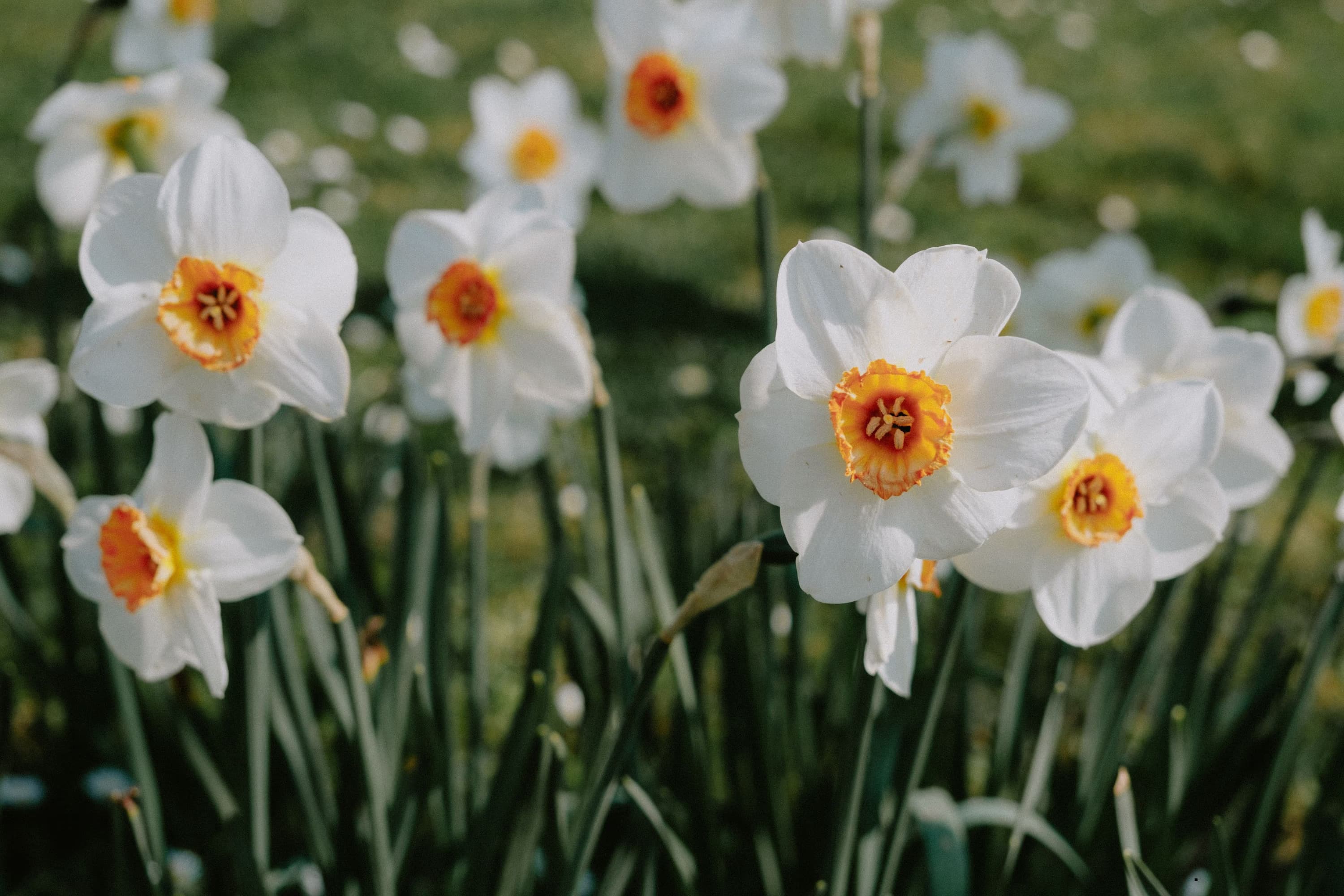 narcise-dumbrava-vadului-narcissus-poeticus-radiiflorus