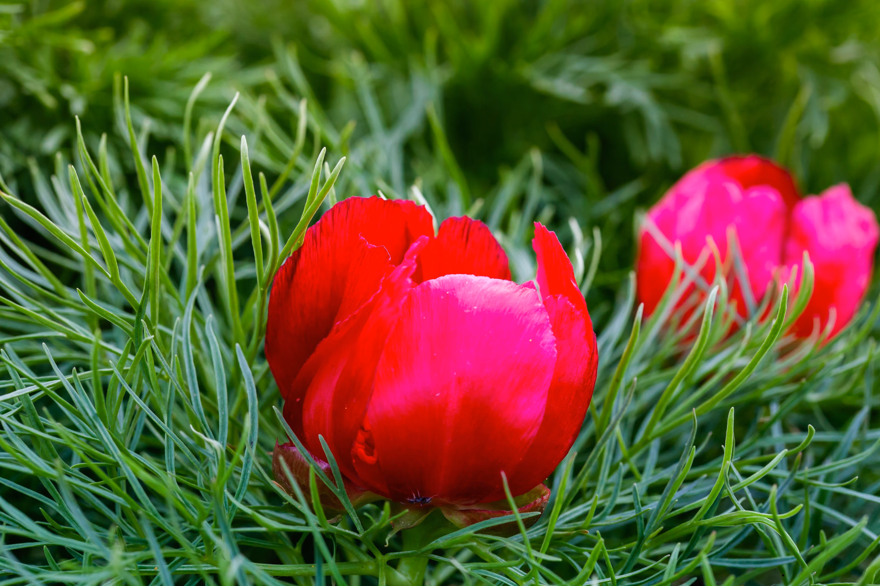 bujor-de-stepa-zau-de-campie-paeonia-tenuifolia