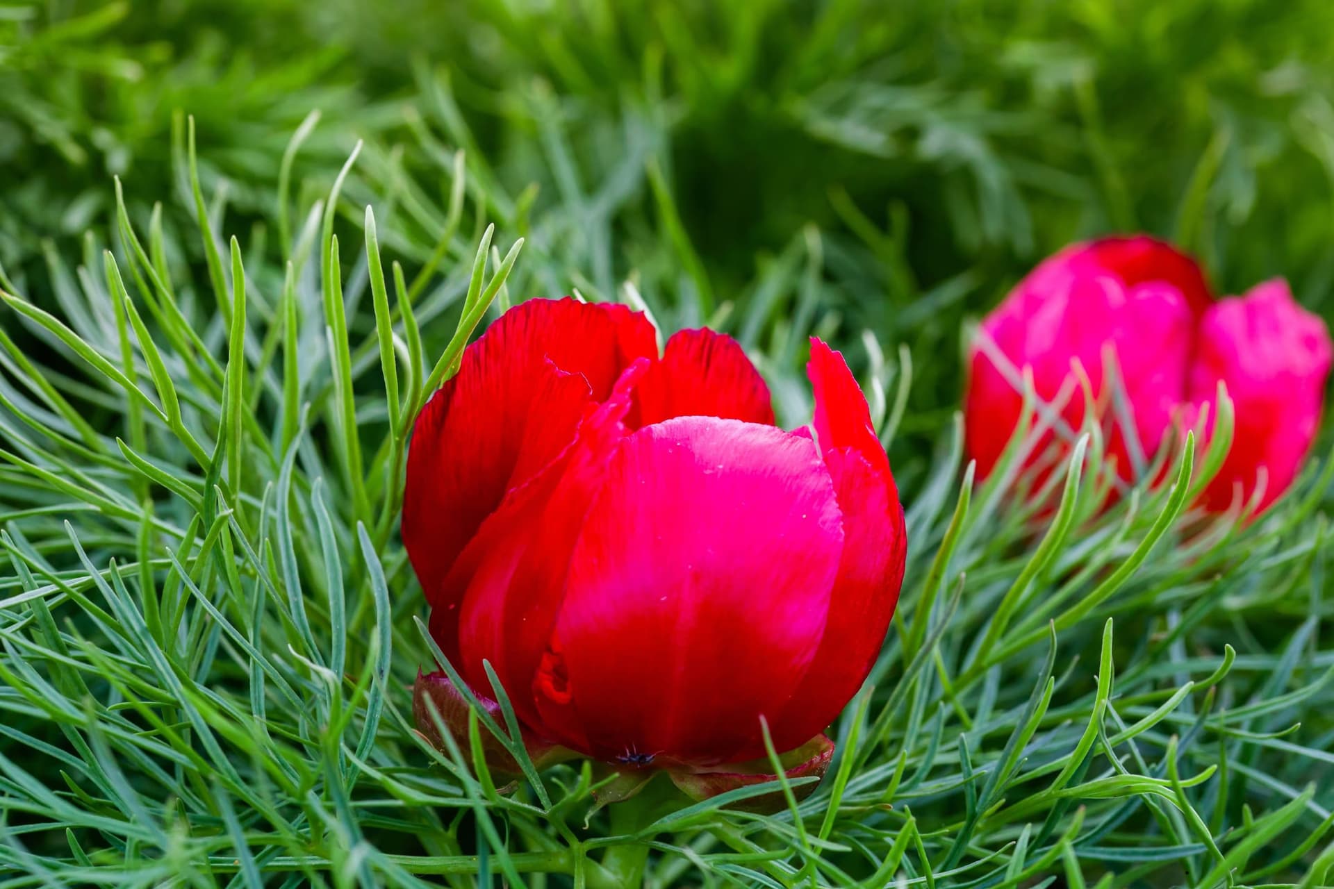 bujor-de-stepa-zau-de-campie-paeonia-tenuifolia