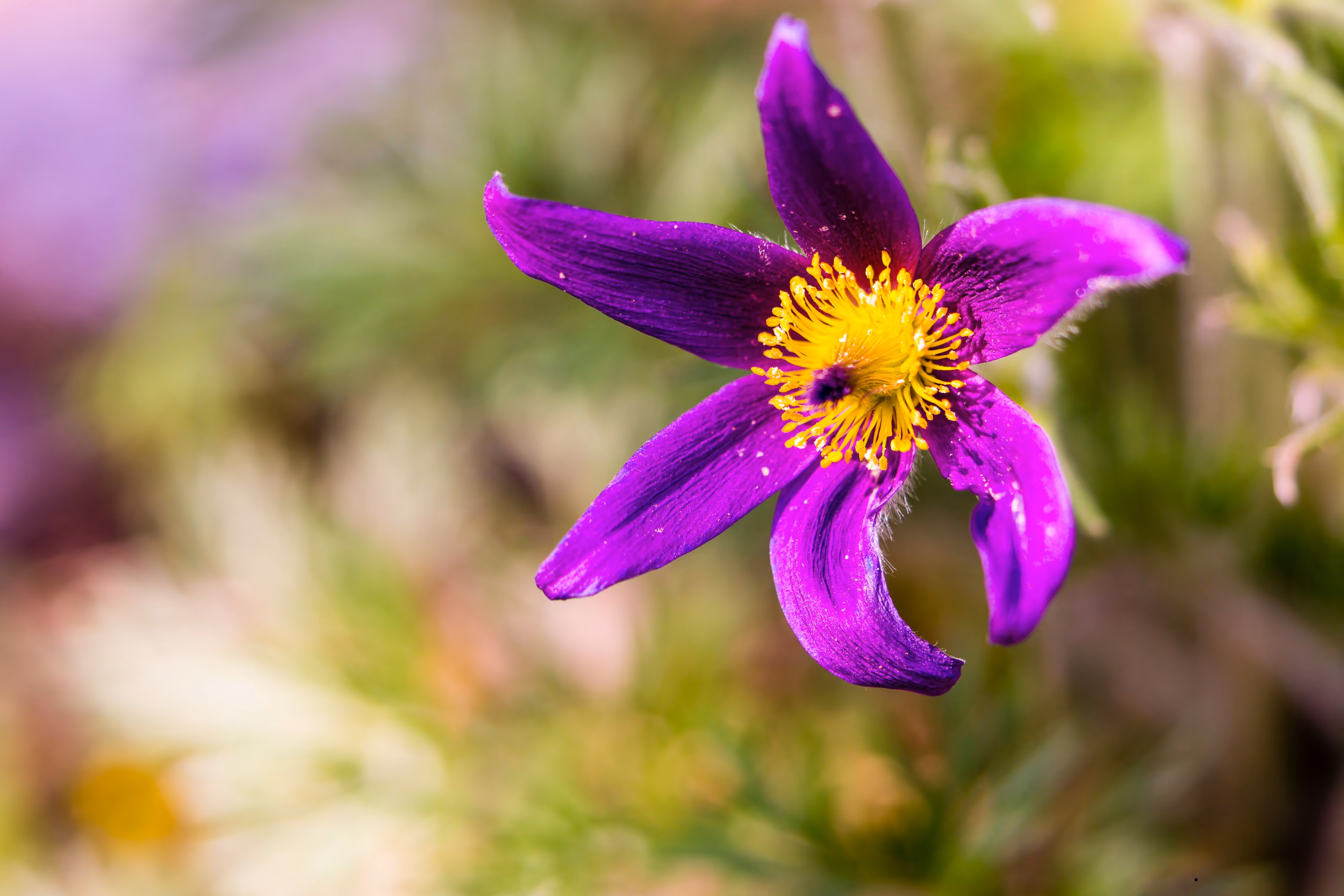 deditel-pulsatilla-floare-primavara-romania