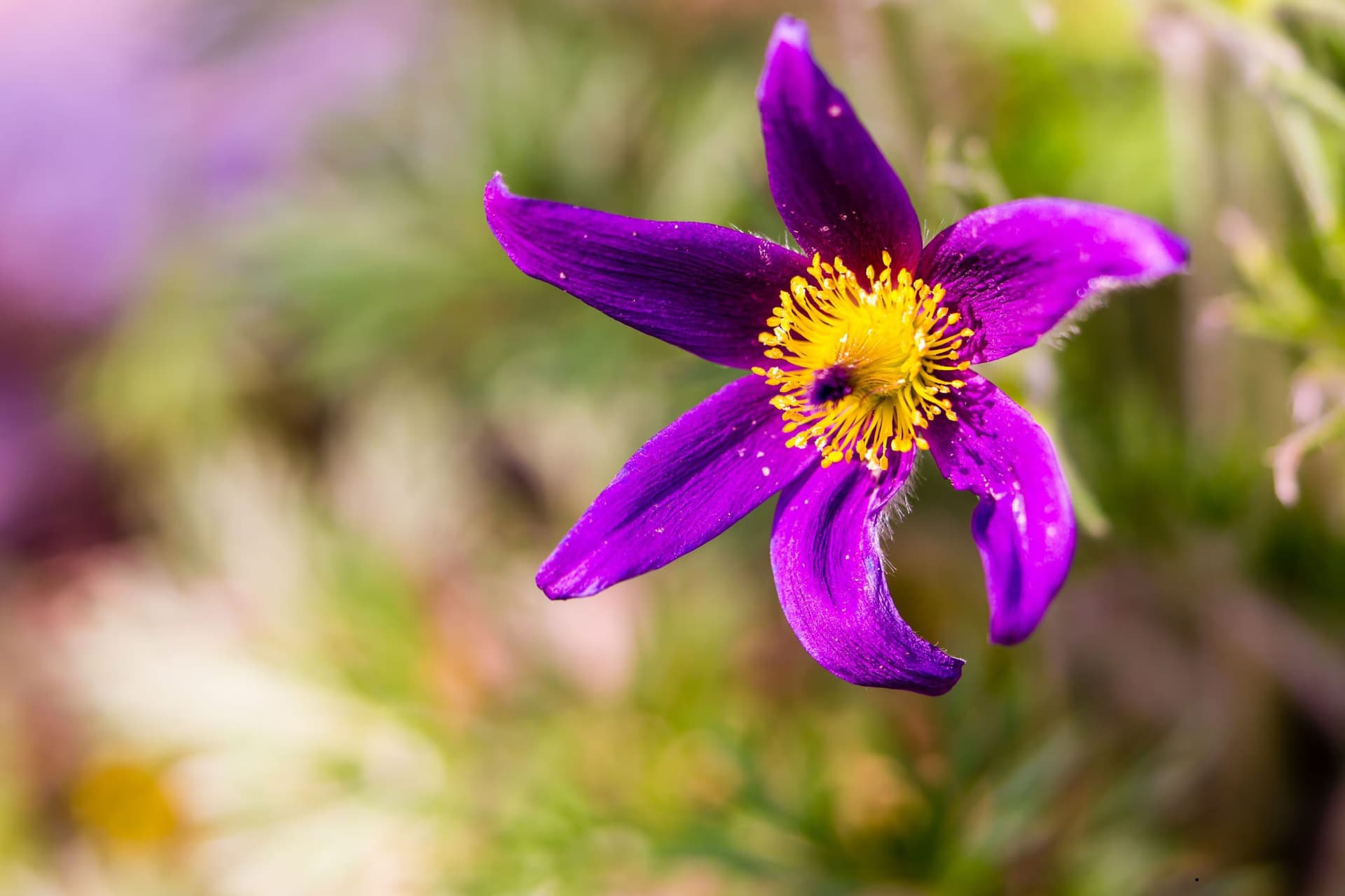 deditel-pulsatilla-floare-primavara-romania