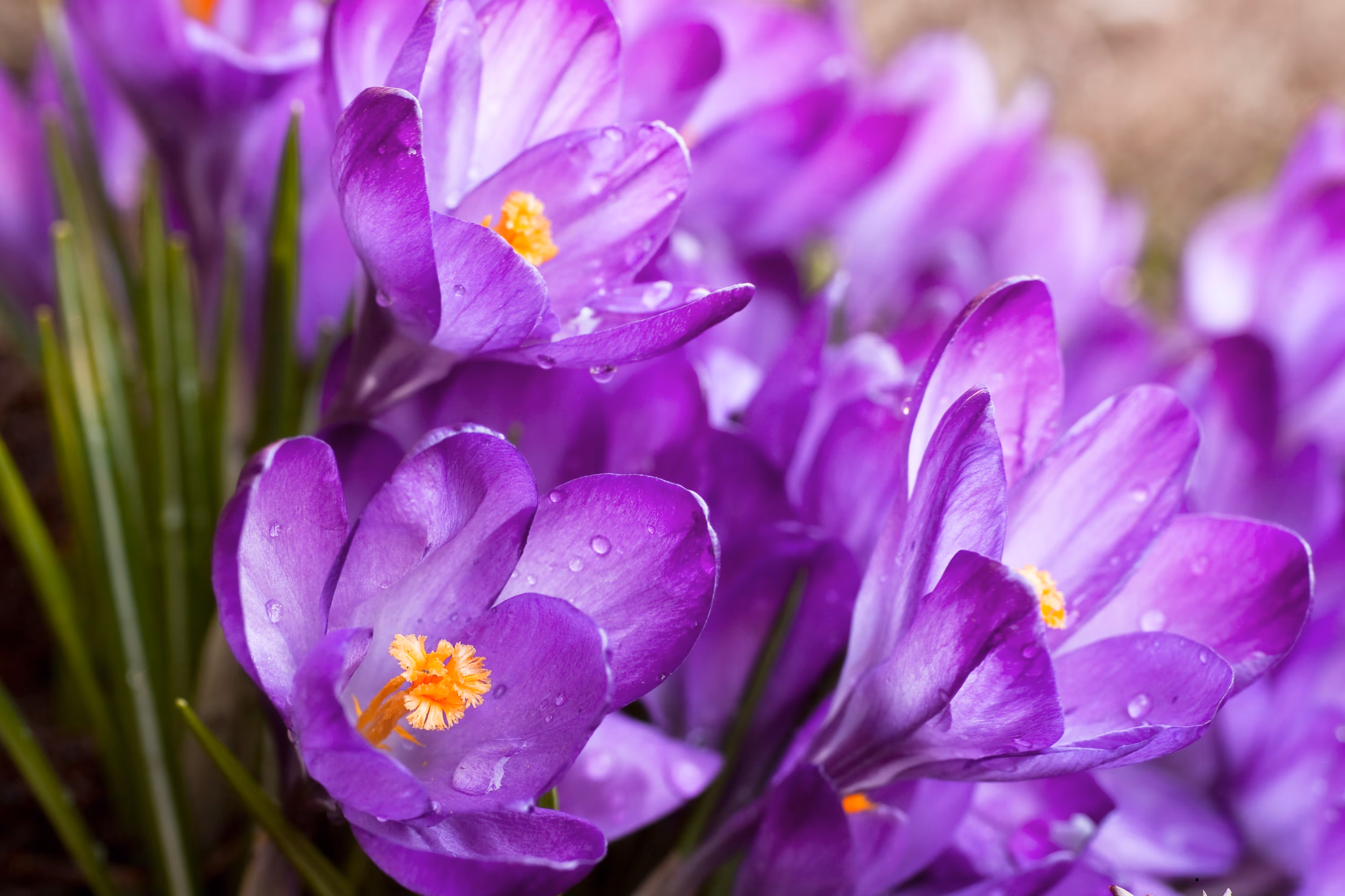 branduse-crocus-heuffelianus-primavara-romania