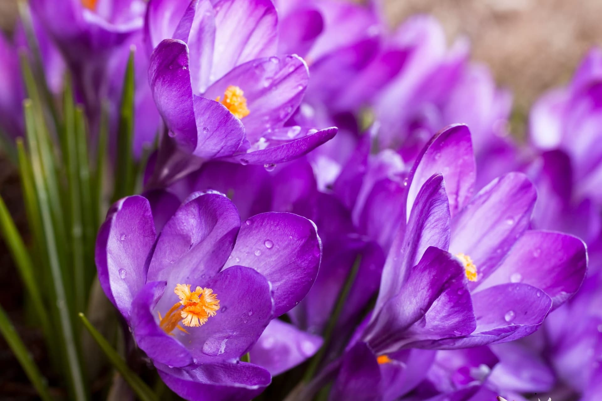 branduse-crocus-heuffelianus-primavara-romania
