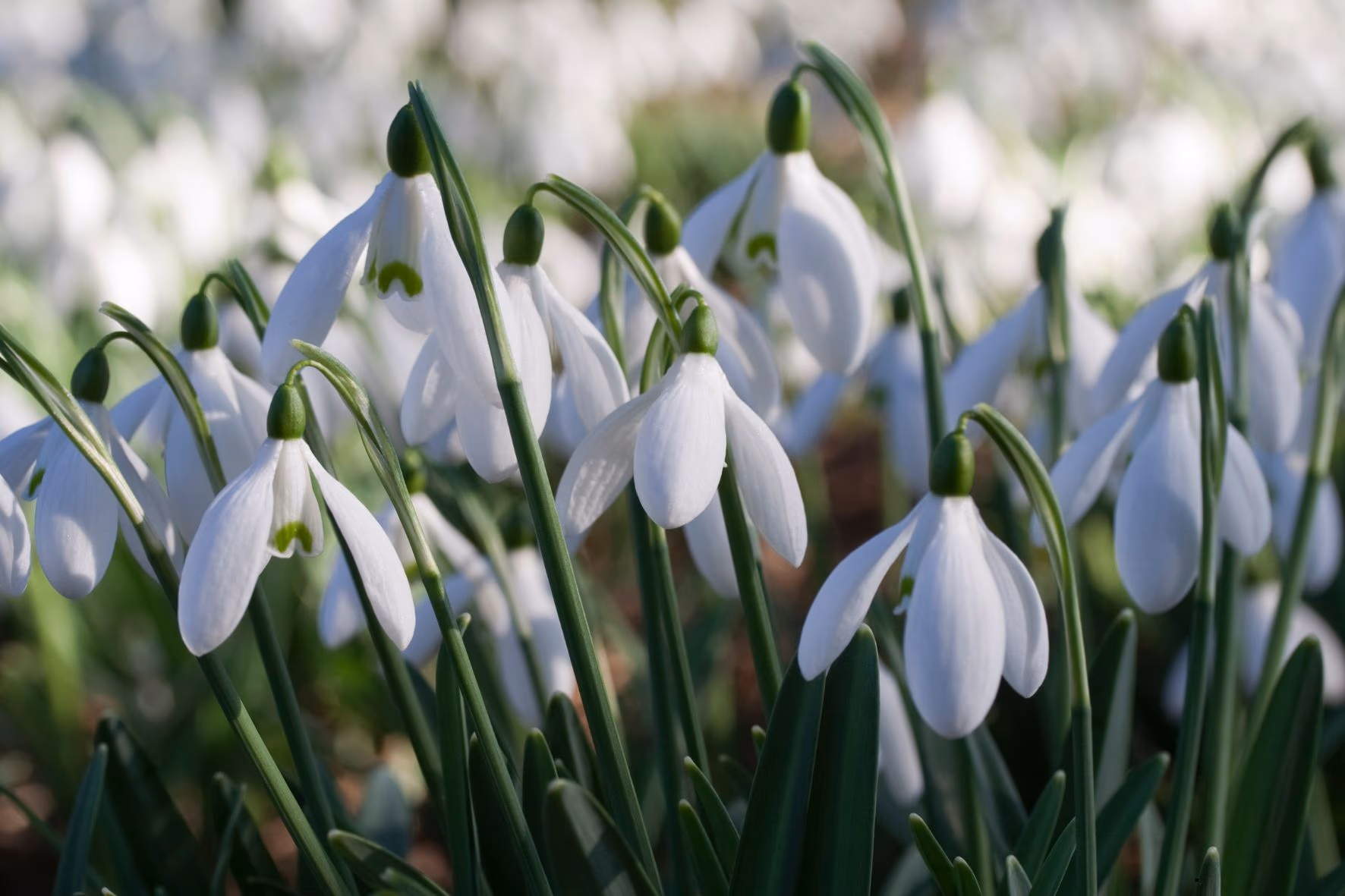 ghiocel-galanthus-nivalis-padure-romania