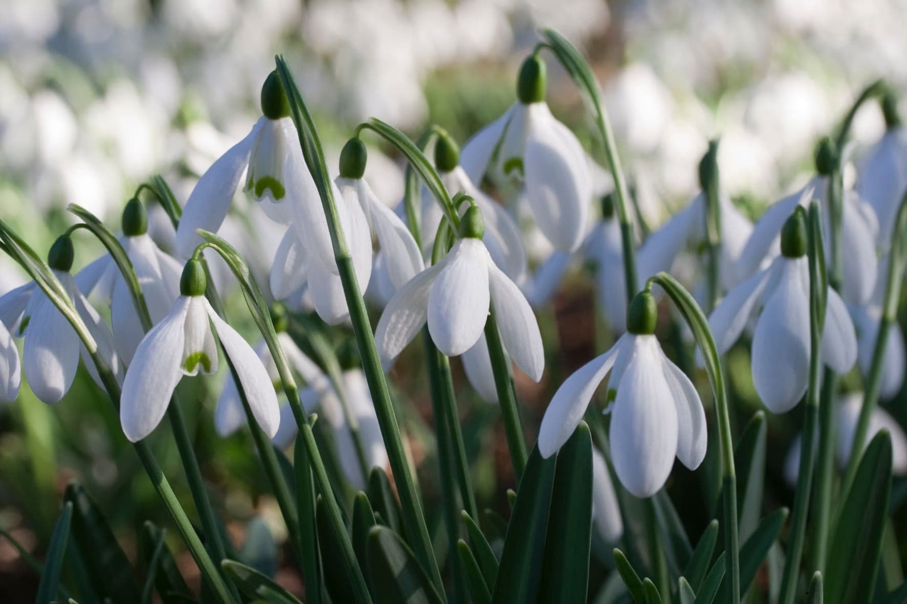 ghiocel-galanthus-nivalis-padure-romania