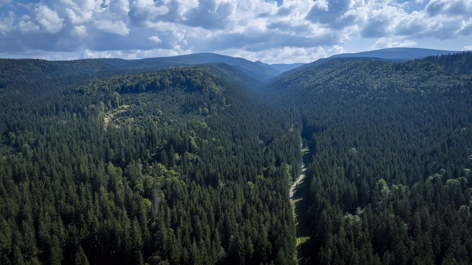 Pădure densă de fag și molid din zona Lăpușnei — Munții Gurghiu, sit Natura 2000 Călimani–Gurghiu