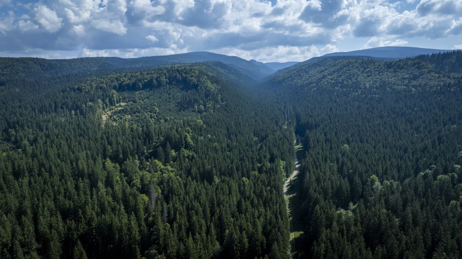 Pădure densă de fag și molid din zona Lăpușnei — Munții Gurghiu, sit Natura 2000 Călimani–Gurghiu