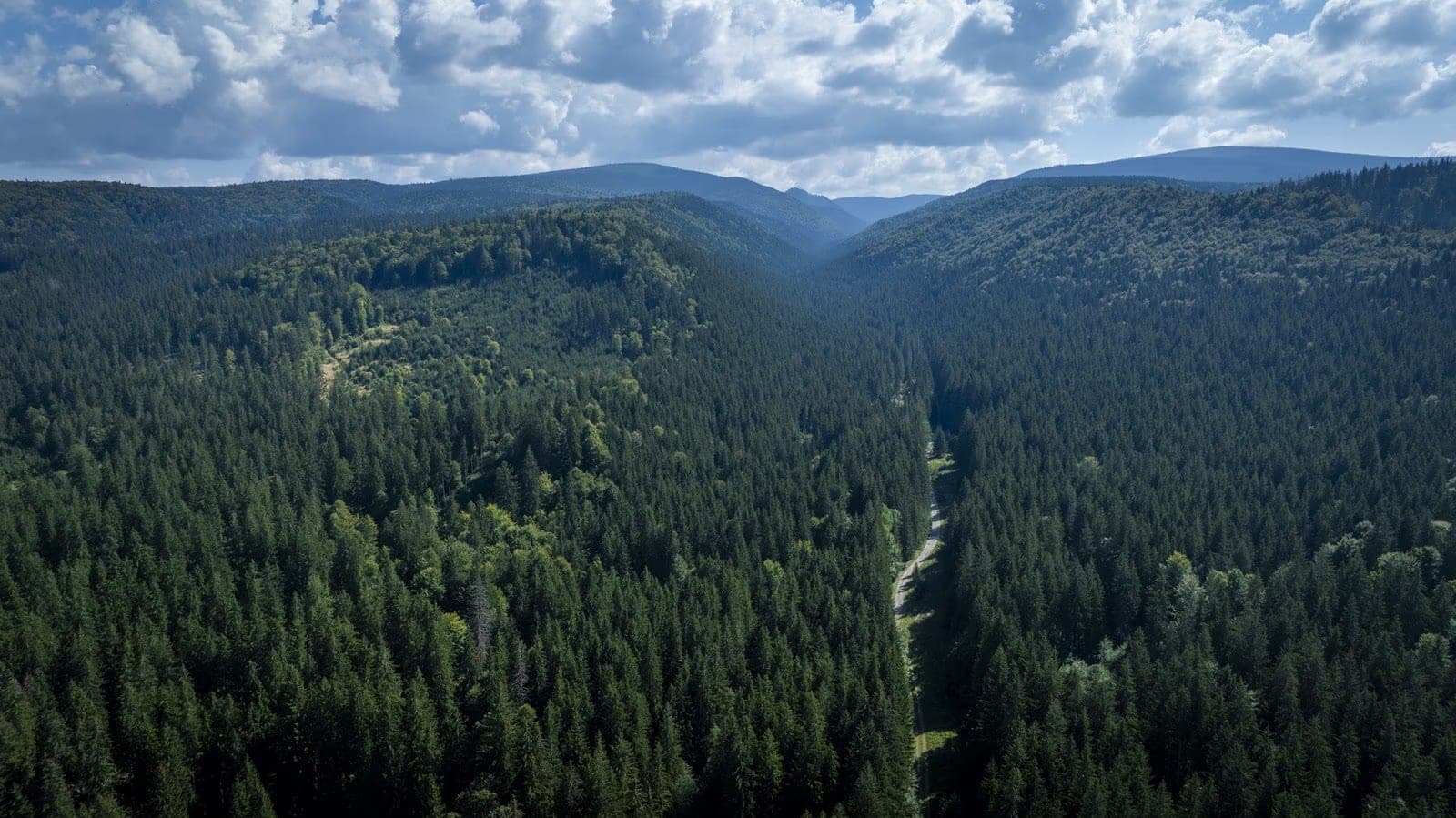 Pădure densă de fag și molid din zona Lăpușnei — Munții Gurghiu, sit Natura 2000 Călimani–Gurghiu