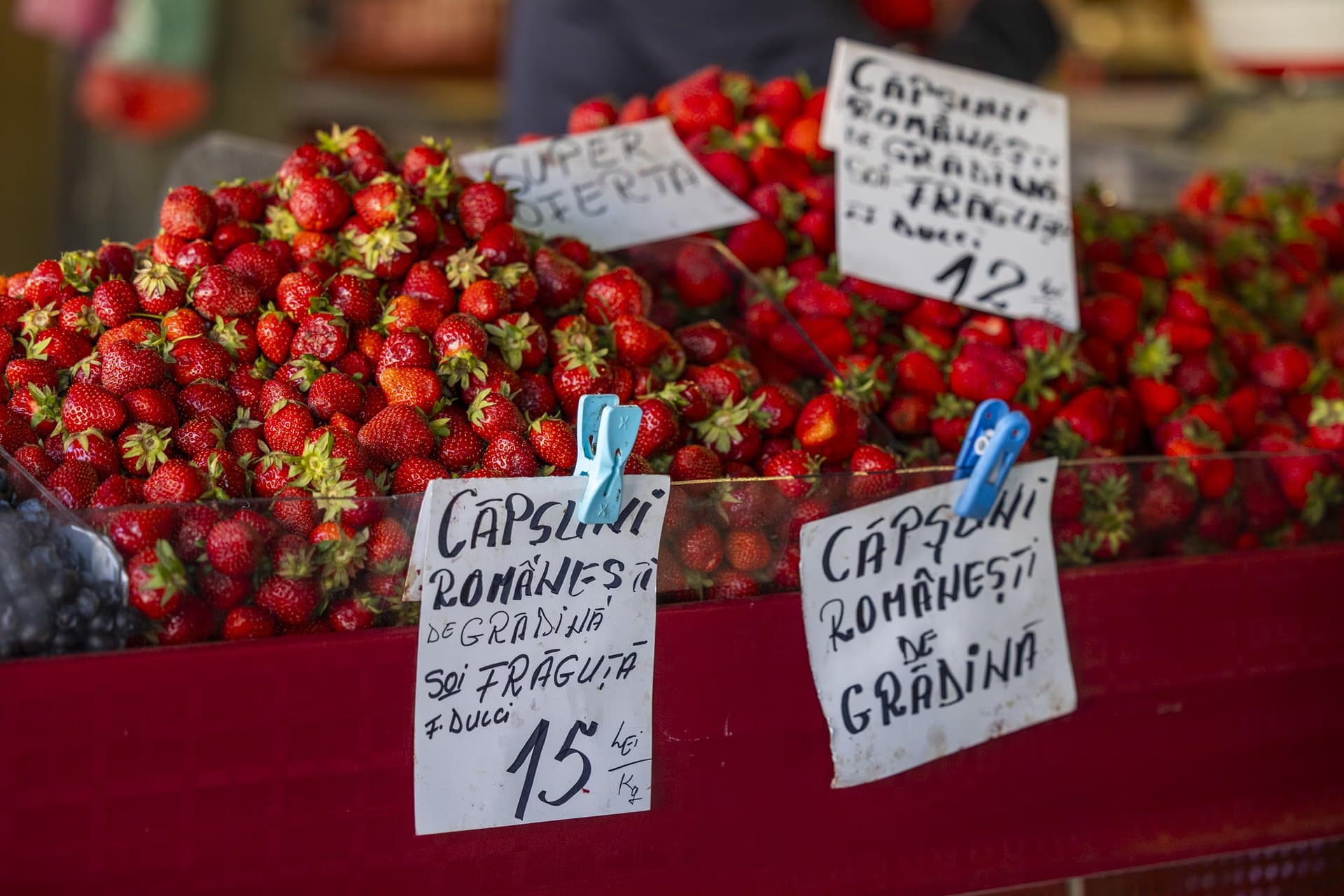 Lăzi cu căpșuni românești de grădină, soi Fragua, etichete plastifiate scrise de mână — 12 și 15 lei kilogramul.