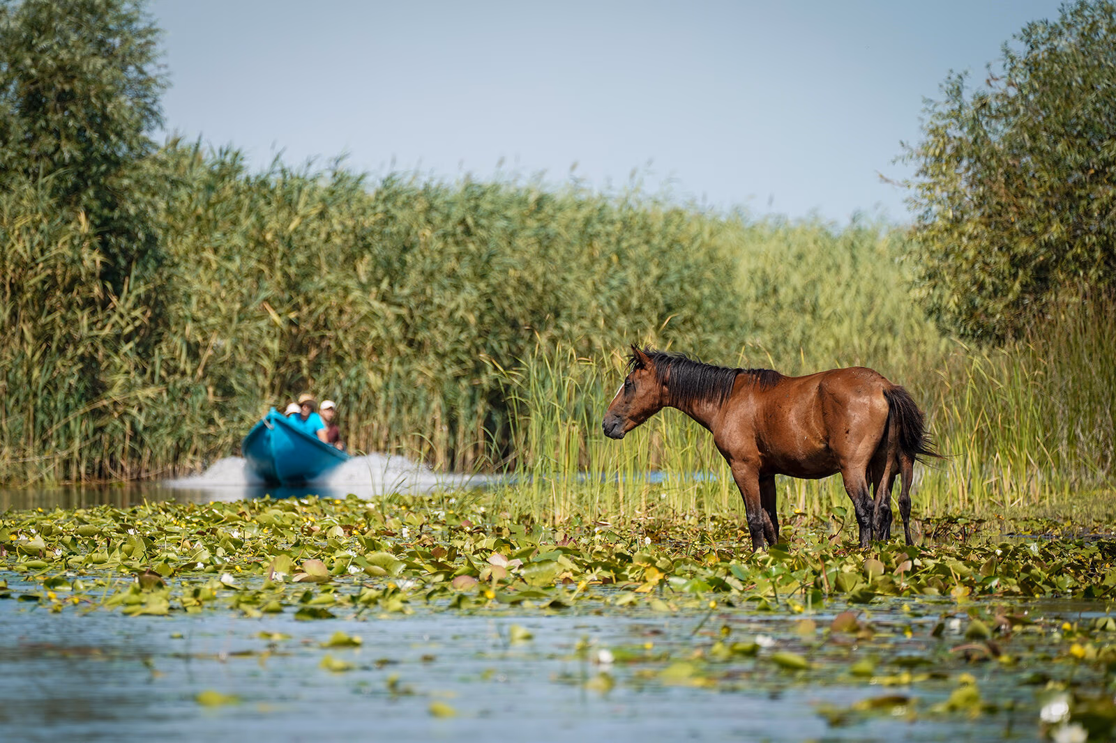 Mânz roșcat pe malul unui canal din Deltă; în spate, turiști într-un caiac printre trestii.