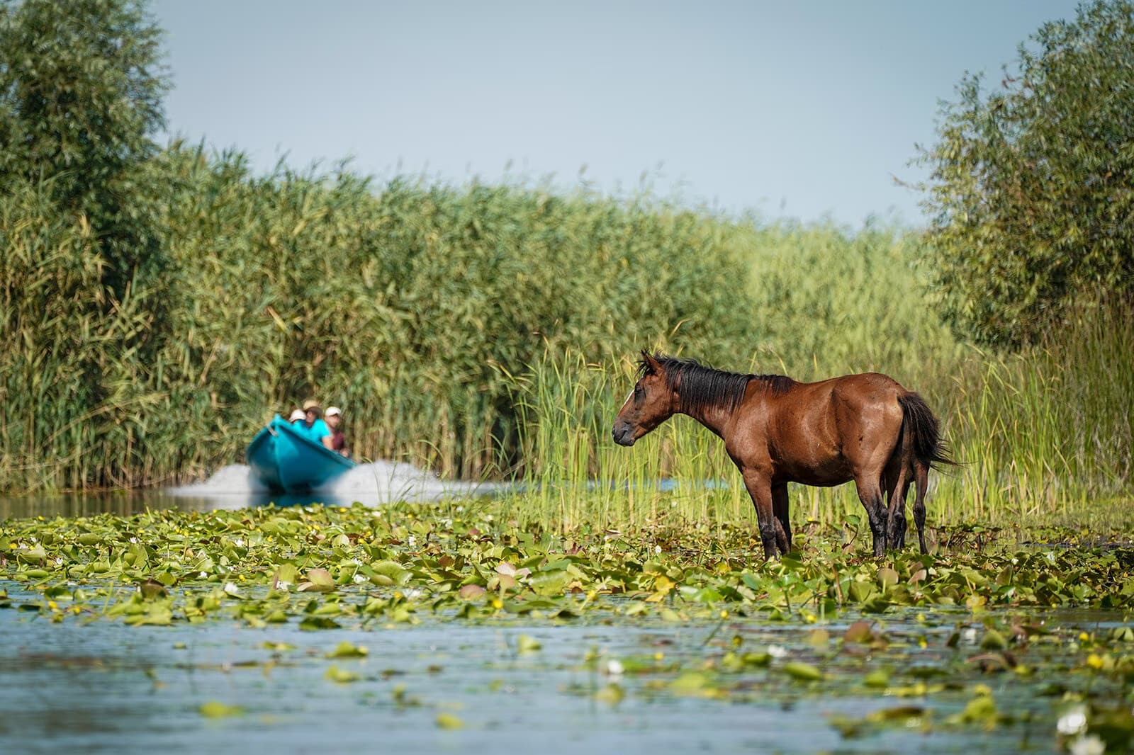 Mânz roșcat pe malul unui canal din Deltă; în spate, turiști într-un caiac printre trestii.