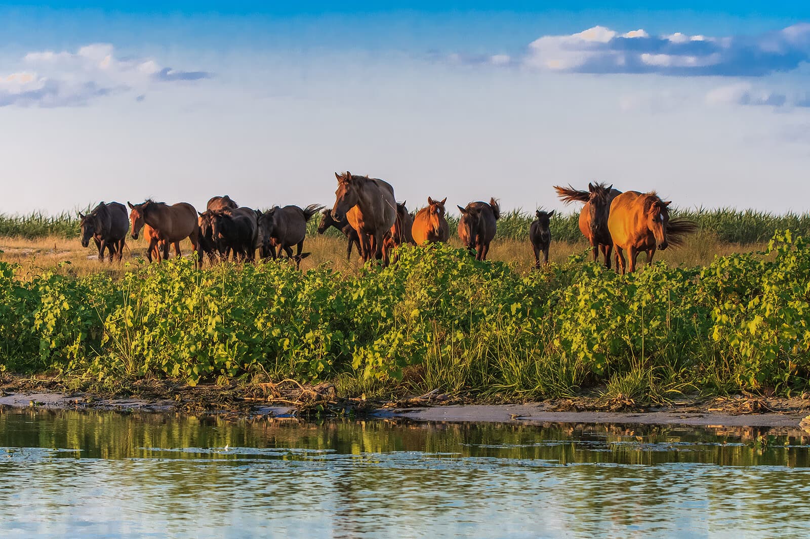 Herghelie de cai adunată pe malul unui canal din Deltă, reflectată în apă.
