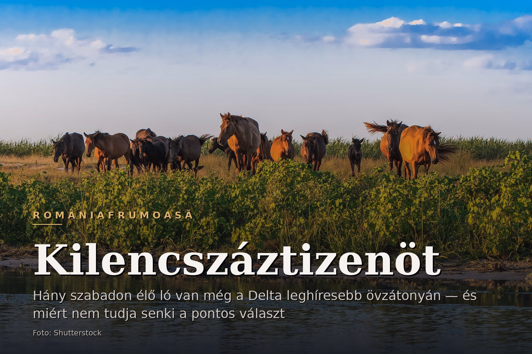 Egy delta-csatorna partján összegyűlt ménes, a vízben tükröződve, alkonyatkor.