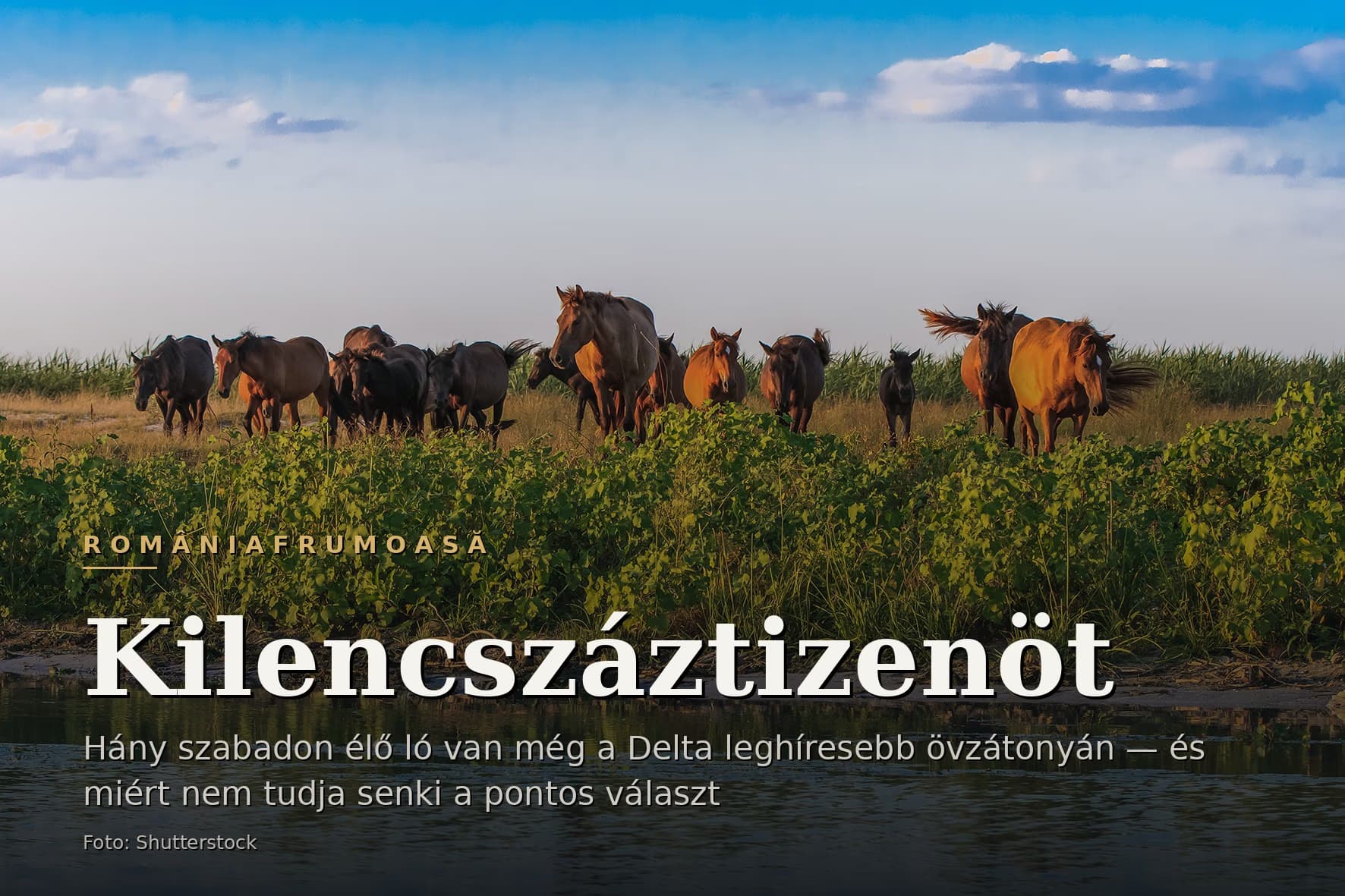 Egy delta-csatorna partján összegyűlt ménes, a vízben tükröződve, alkonyatkor.