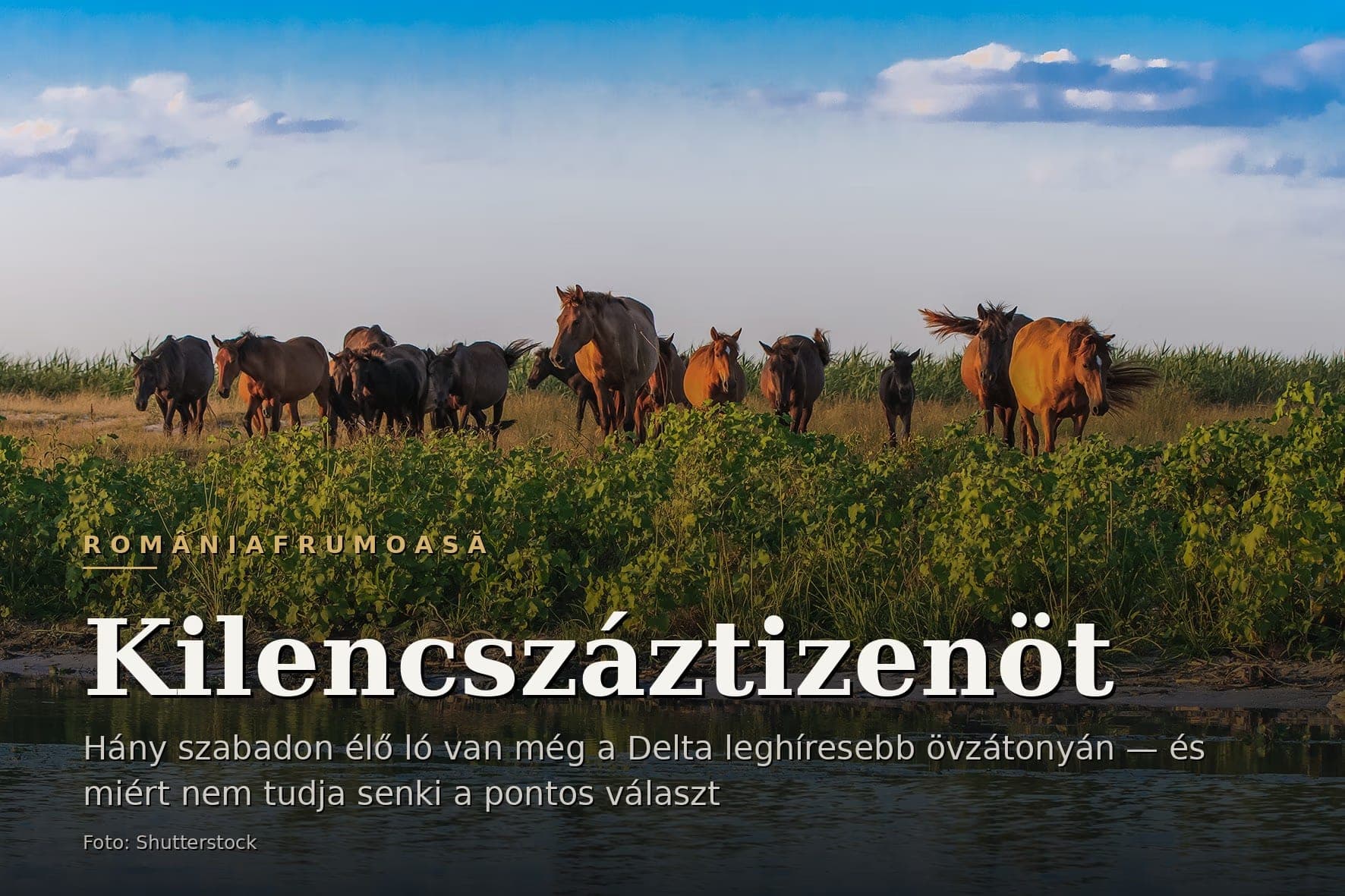 Egy delta-csatorna partján összegyűlt ménes, a vízben tükröződve, alkonyatkor.