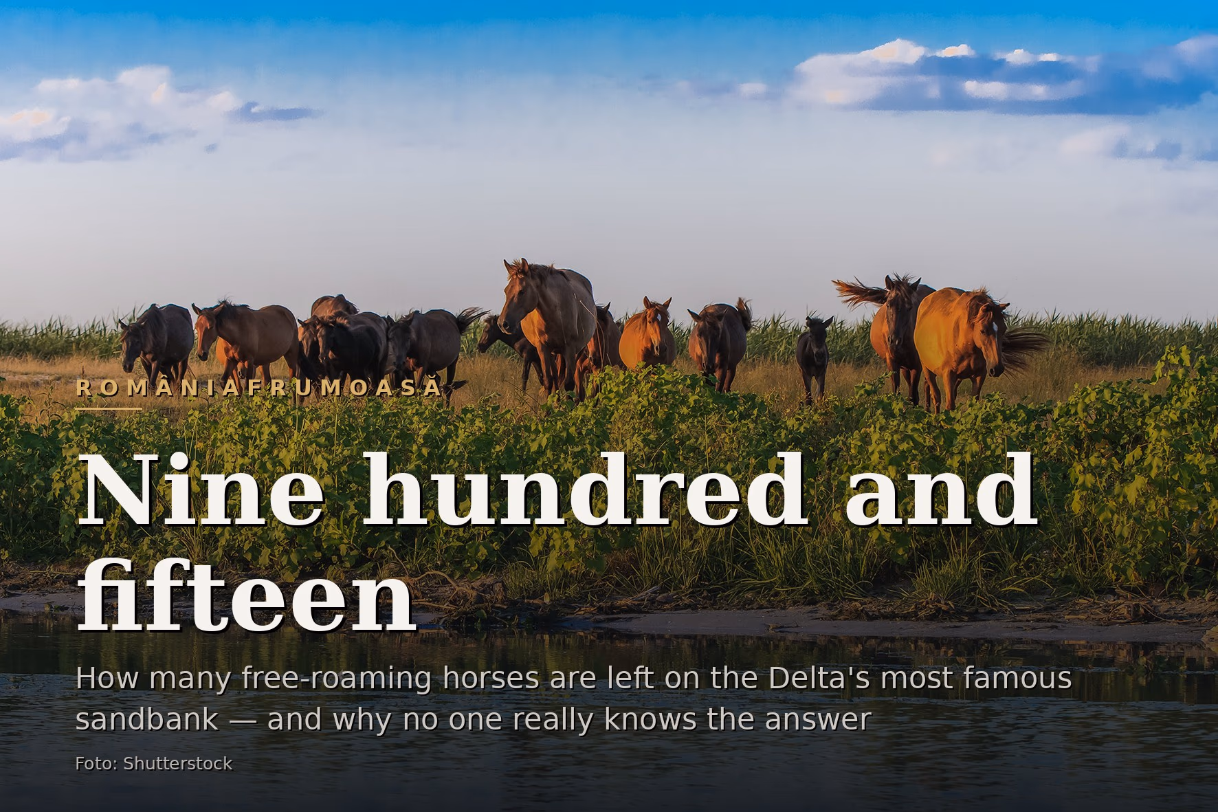 A herd of horses gathered on the bank of a Delta channel, reflected in the water, at dusk.