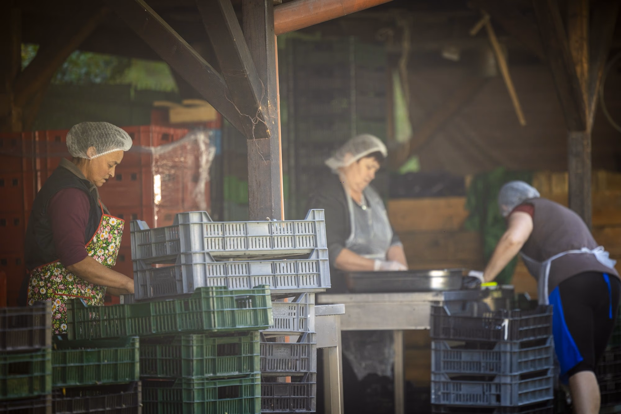 Women peeling aubergines under the open shed