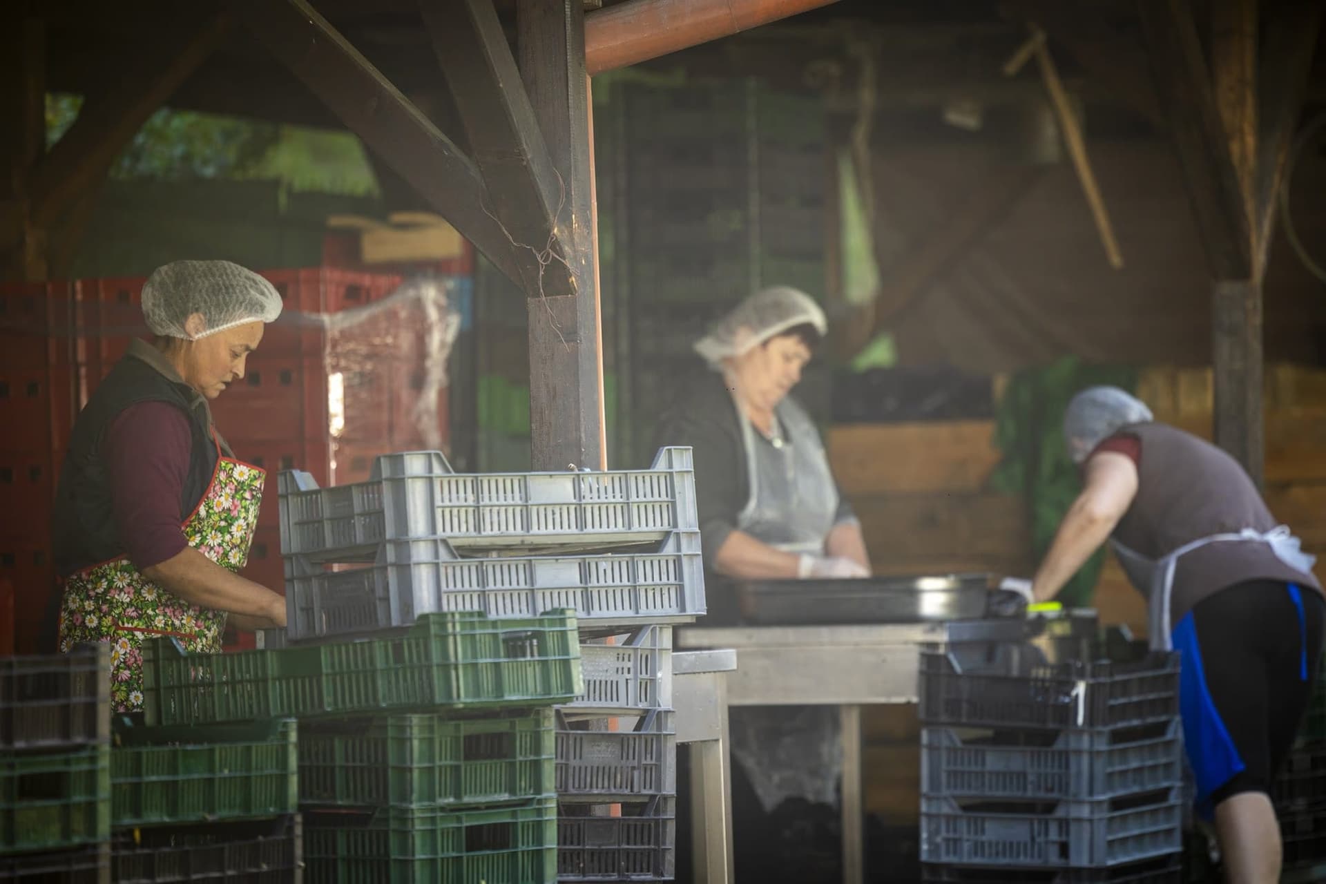 Women peeling aubergines under the open shed