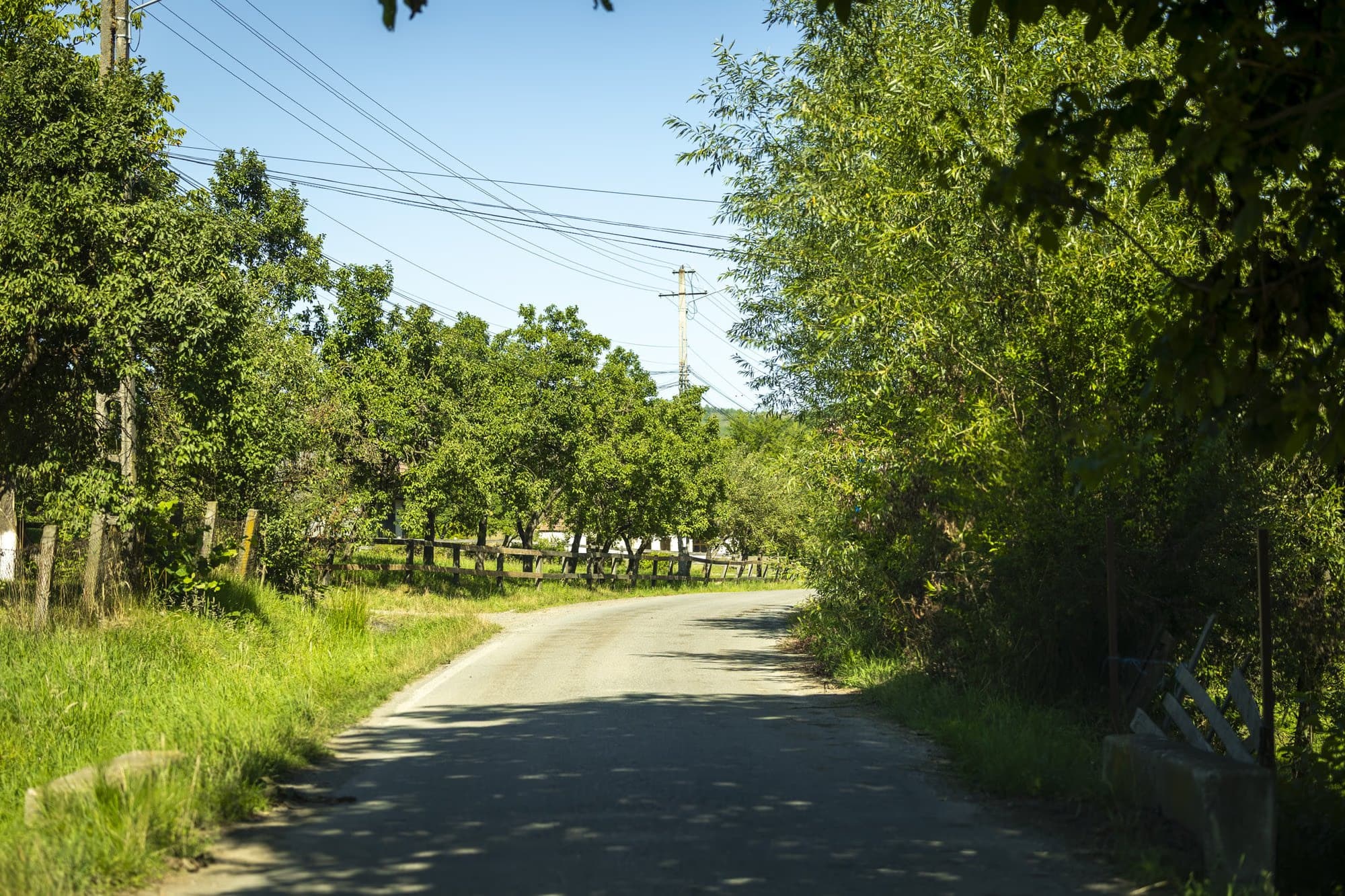 The village road, through the trees