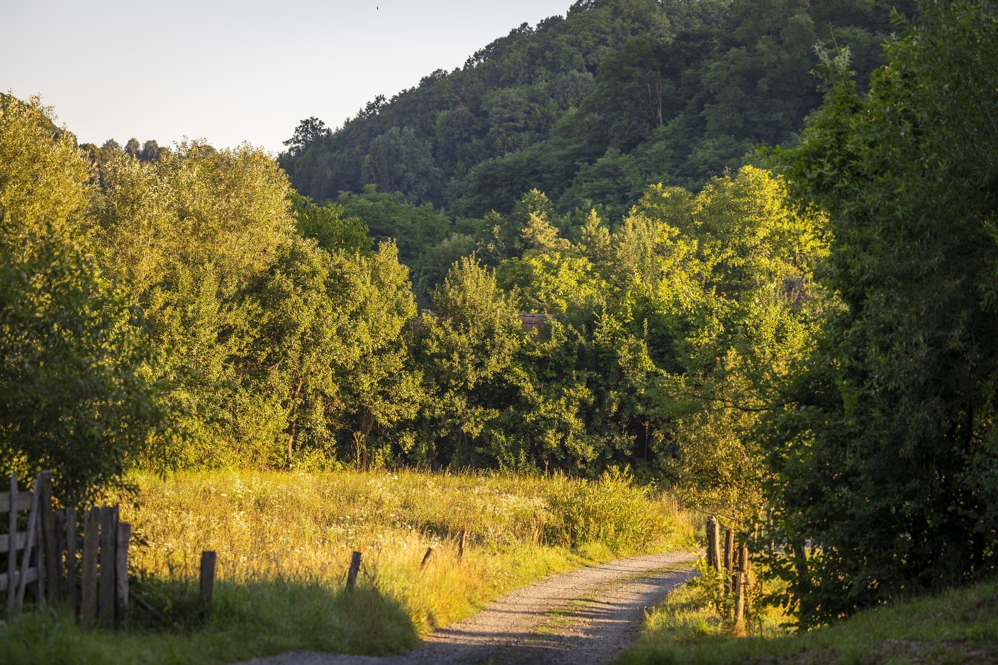 Road through the forest in the morning light