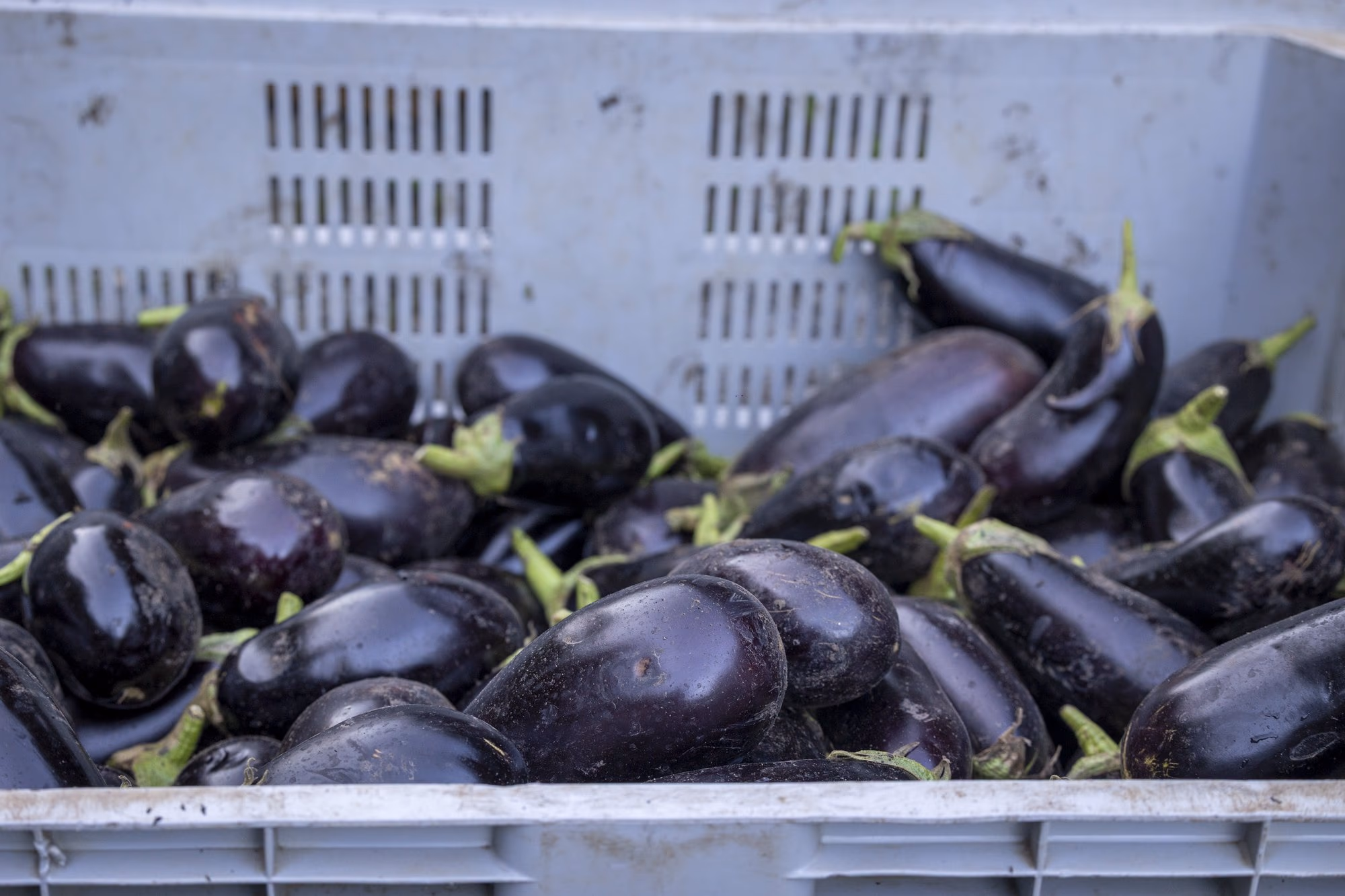Crates of raw aubergines
