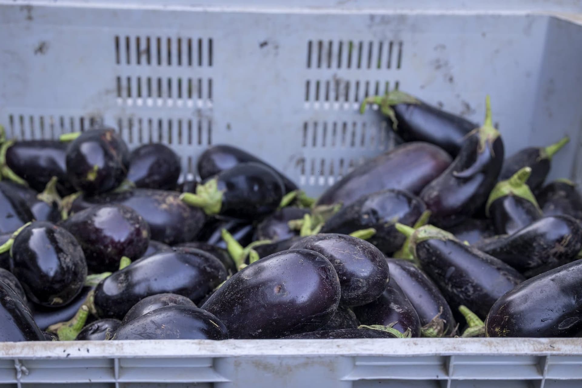 Crates of raw aubergines