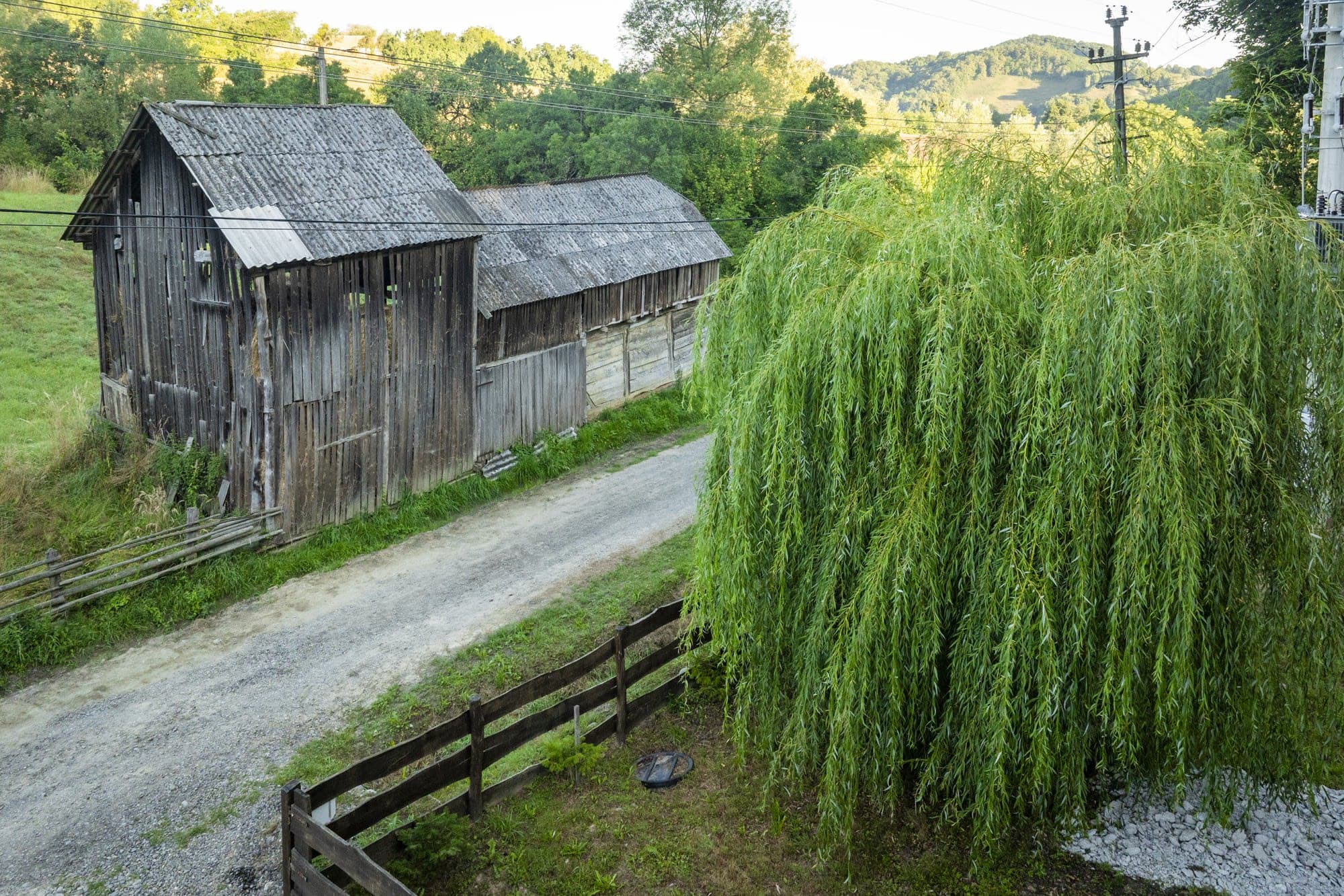 Wooden barn and a willow leaning over the road
