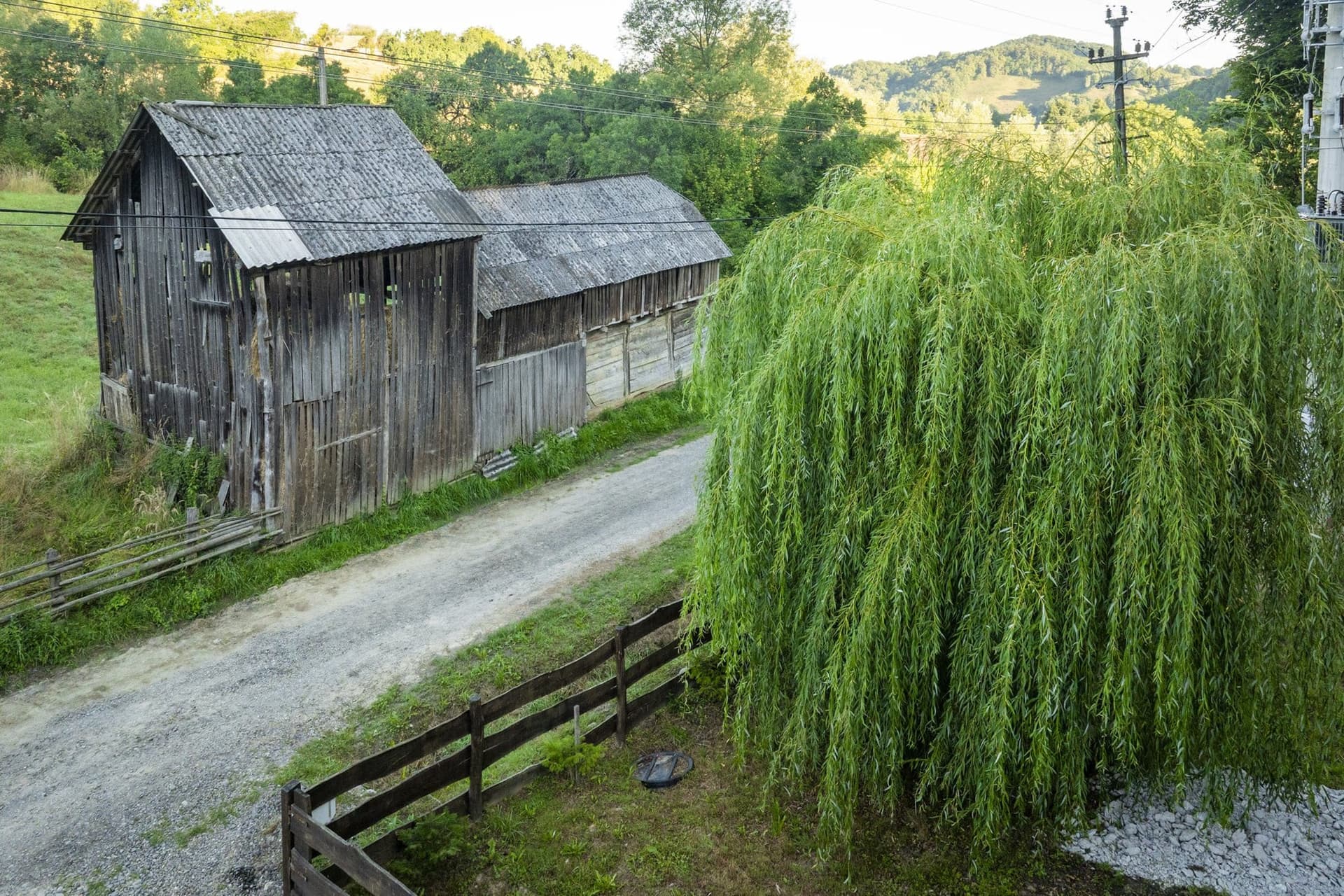 Wooden barn and a willow leaning over the road