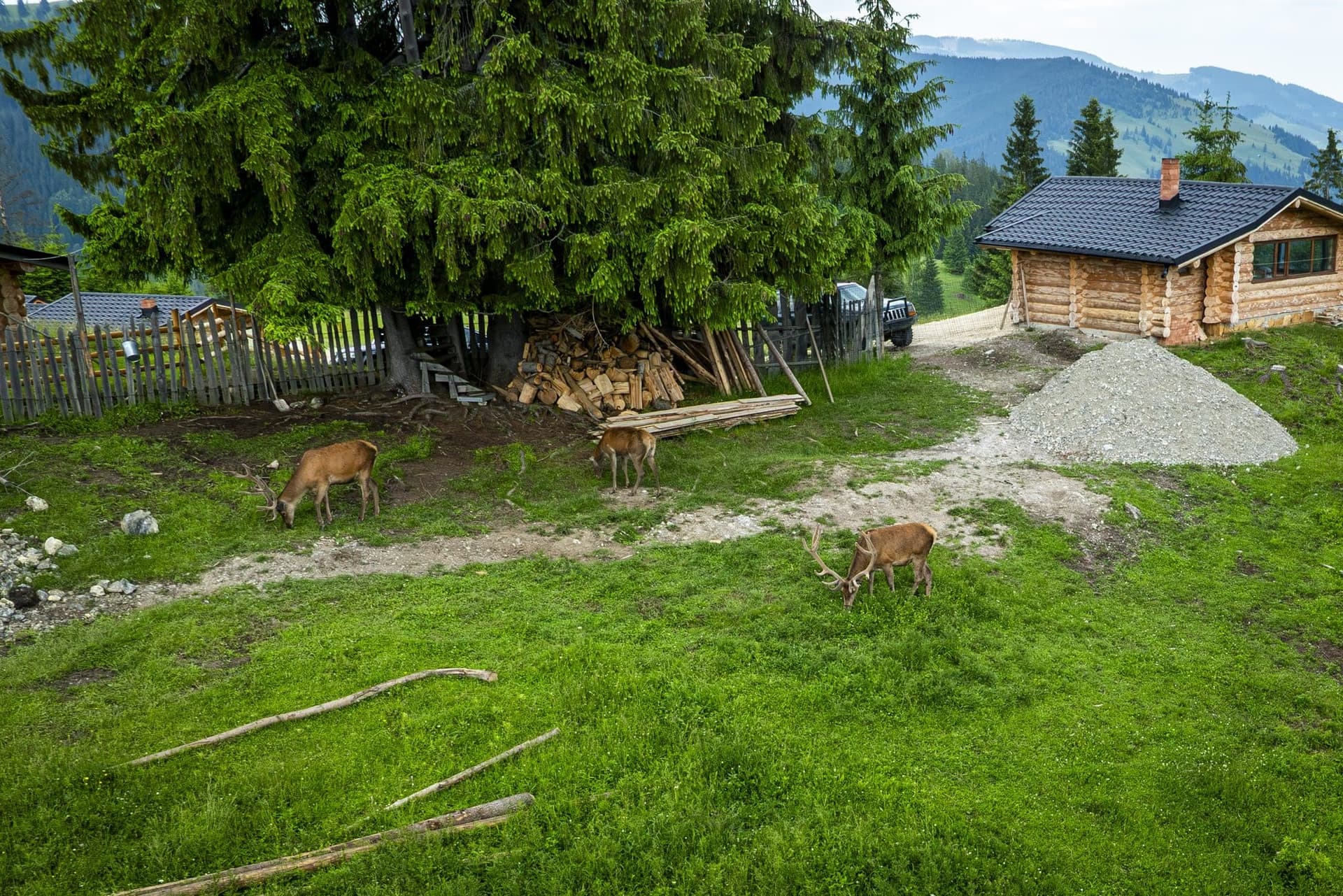 Szarvasok legelnek a gerendaház és a farakás mellett, drónfelvételen