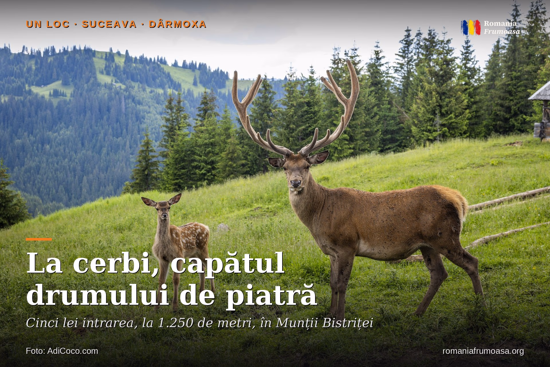 hero-cerbi-darmoxa-RO