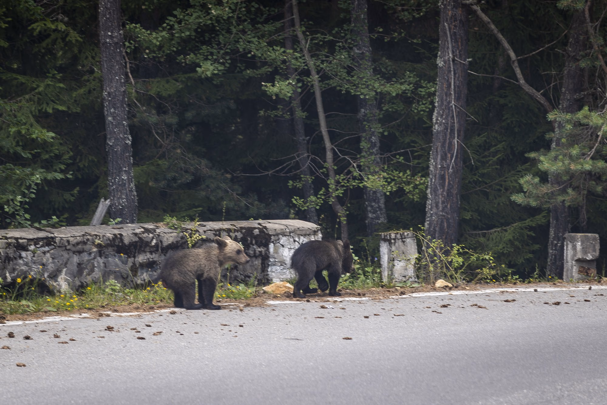 Two bear cubs on the stone wall at the edge of the road