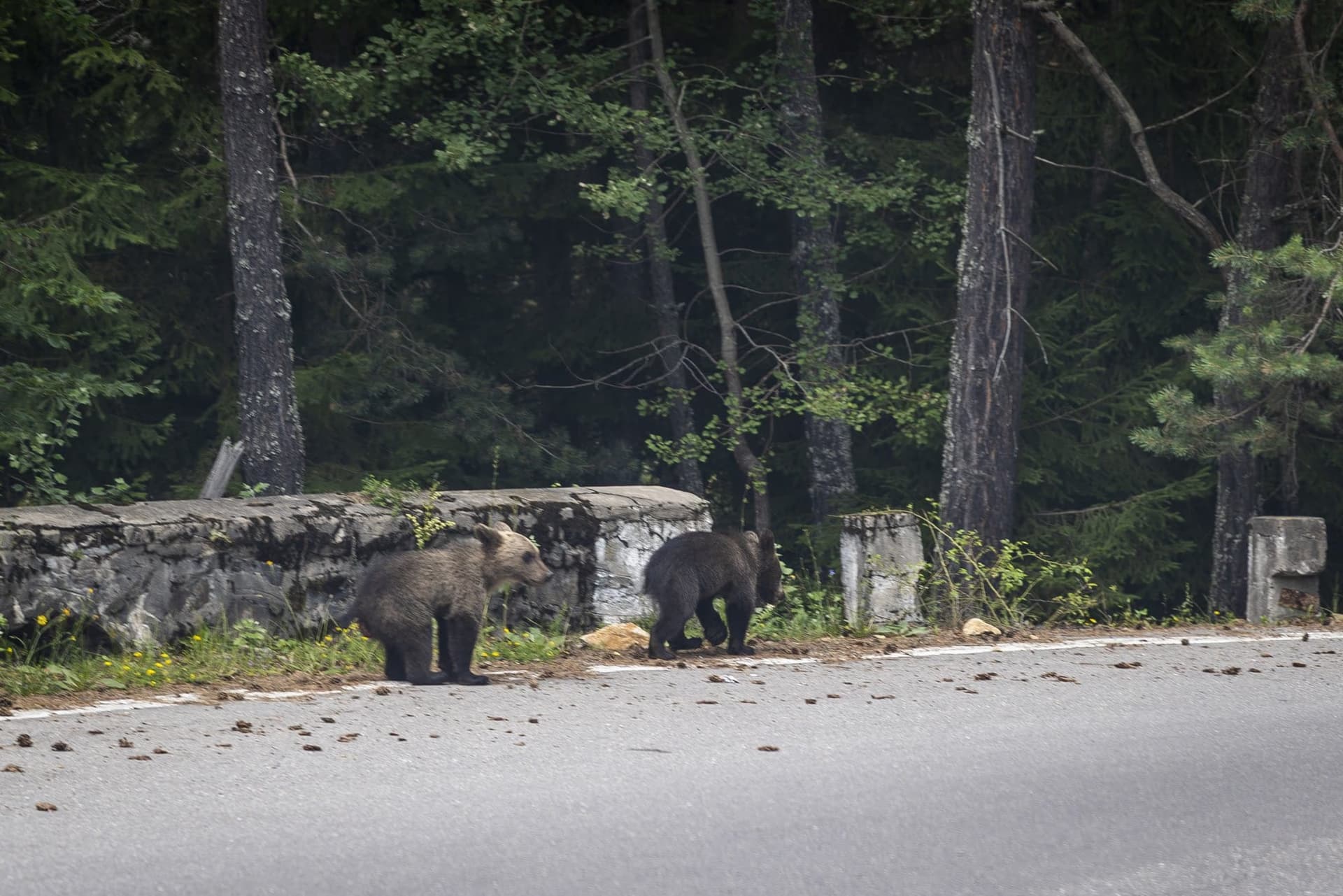 Two bear cubs on the stone wall at the edge of the road
