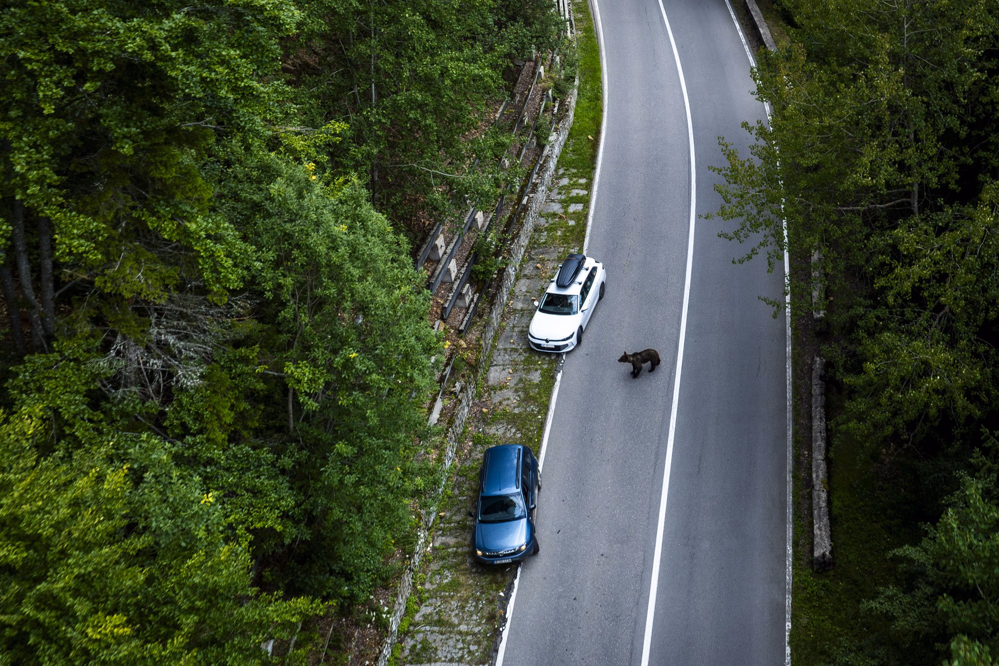 Stopped cars and a bear at the roadside, seen from a drone