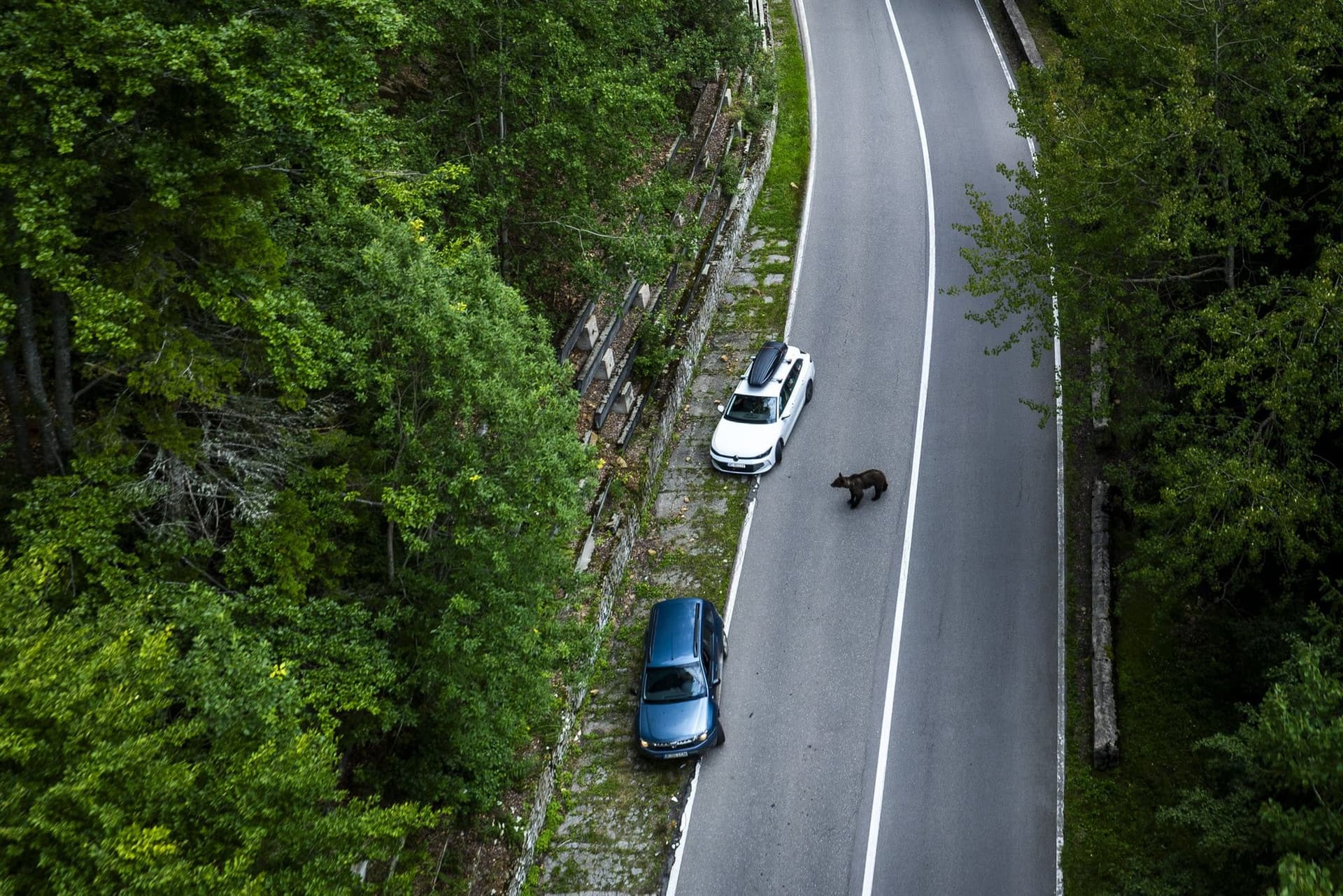Stopped cars and a bear at the roadside, seen from a drone