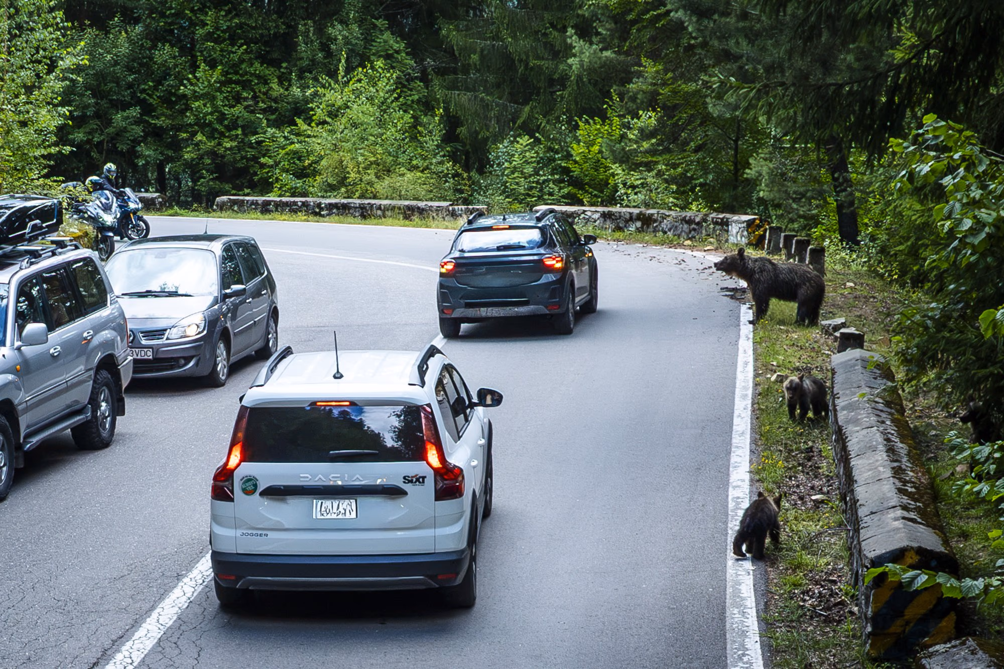 Drone view: a queue of stopped cars on the Transfăgărășan, with bears at the roadside