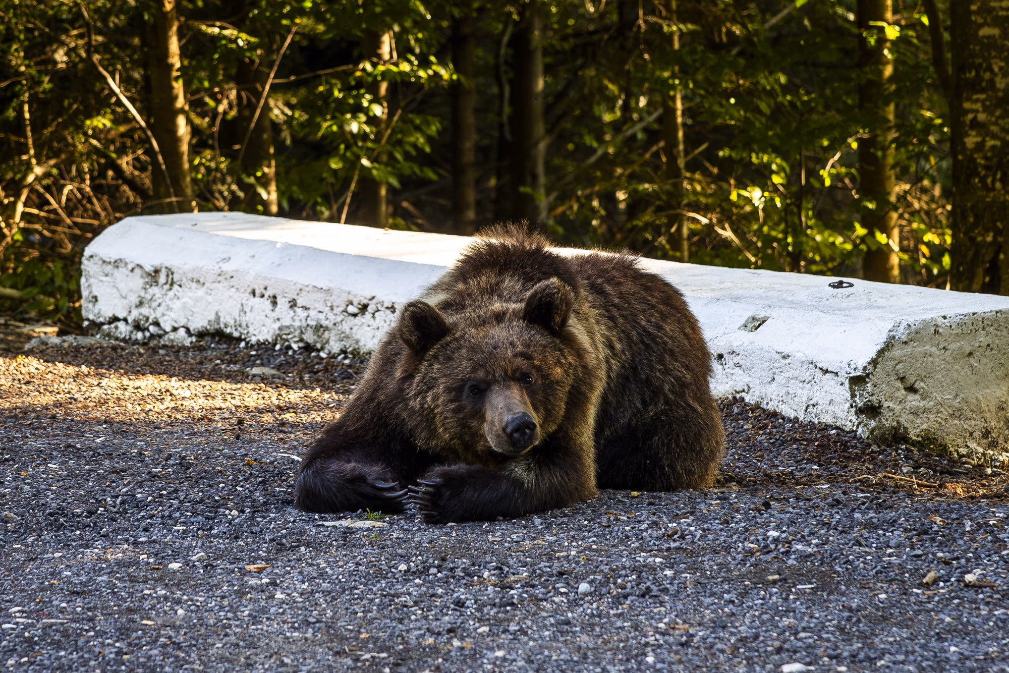 The bear lying beside the kerb, looking towards the camera