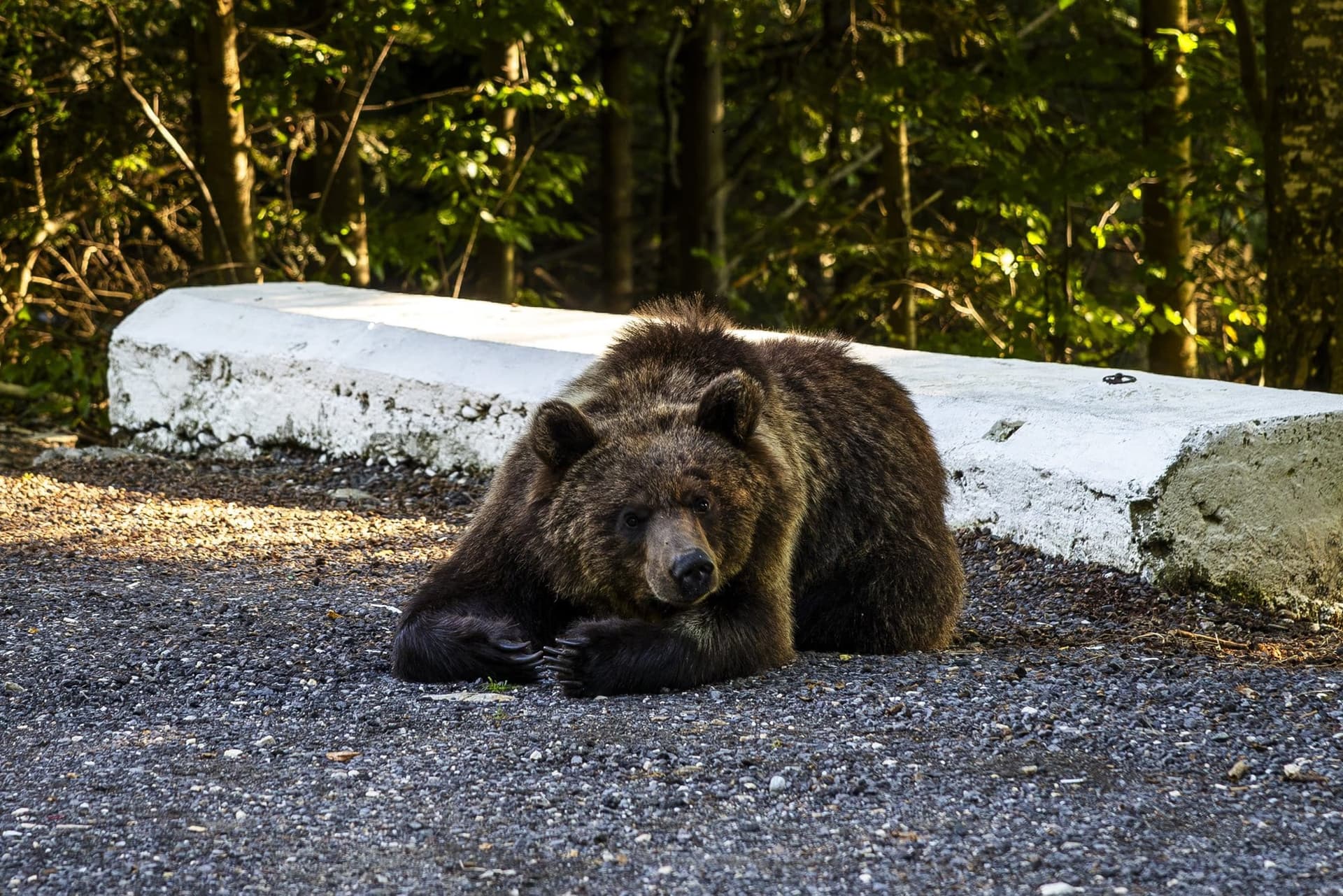The bear lying beside the kerb, looking towards the camera