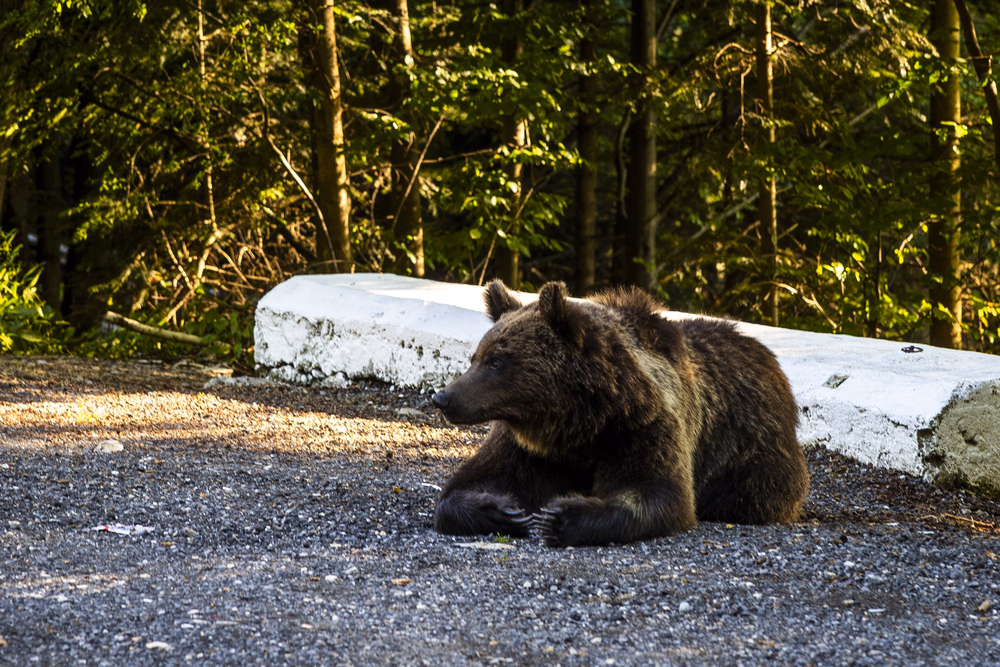 Bear lying on the gravel of a car park, next to a concrete kerb, in evening light
