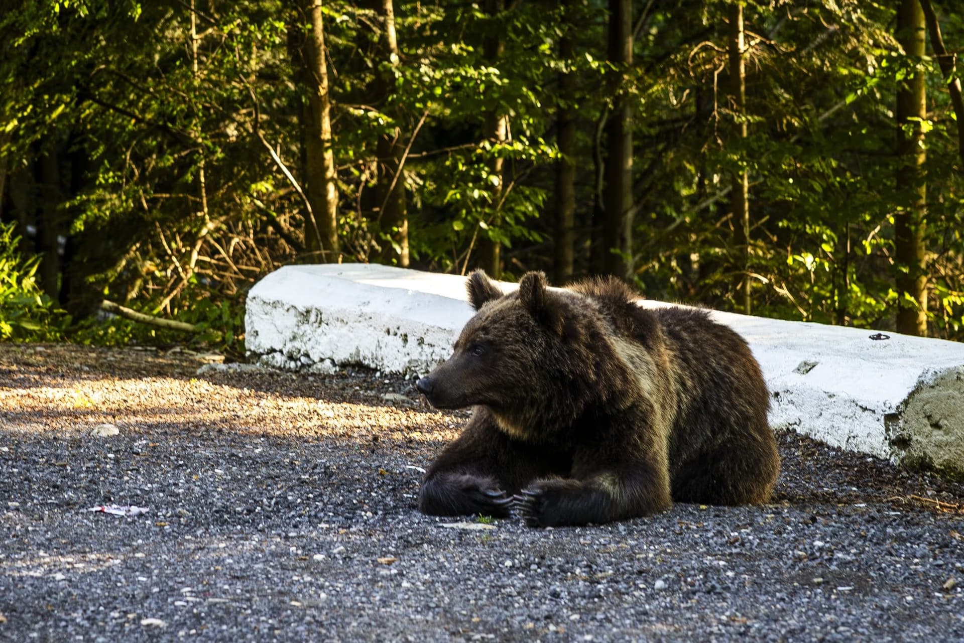 Bear lying on the gravel of a car park, next to a concrete kerb, in evening light