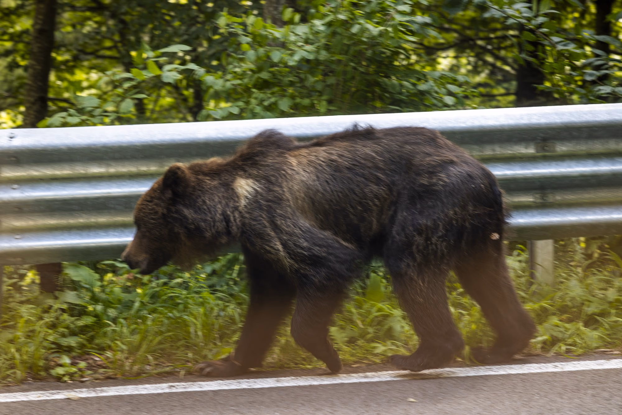 Bear walking along the crash barrier